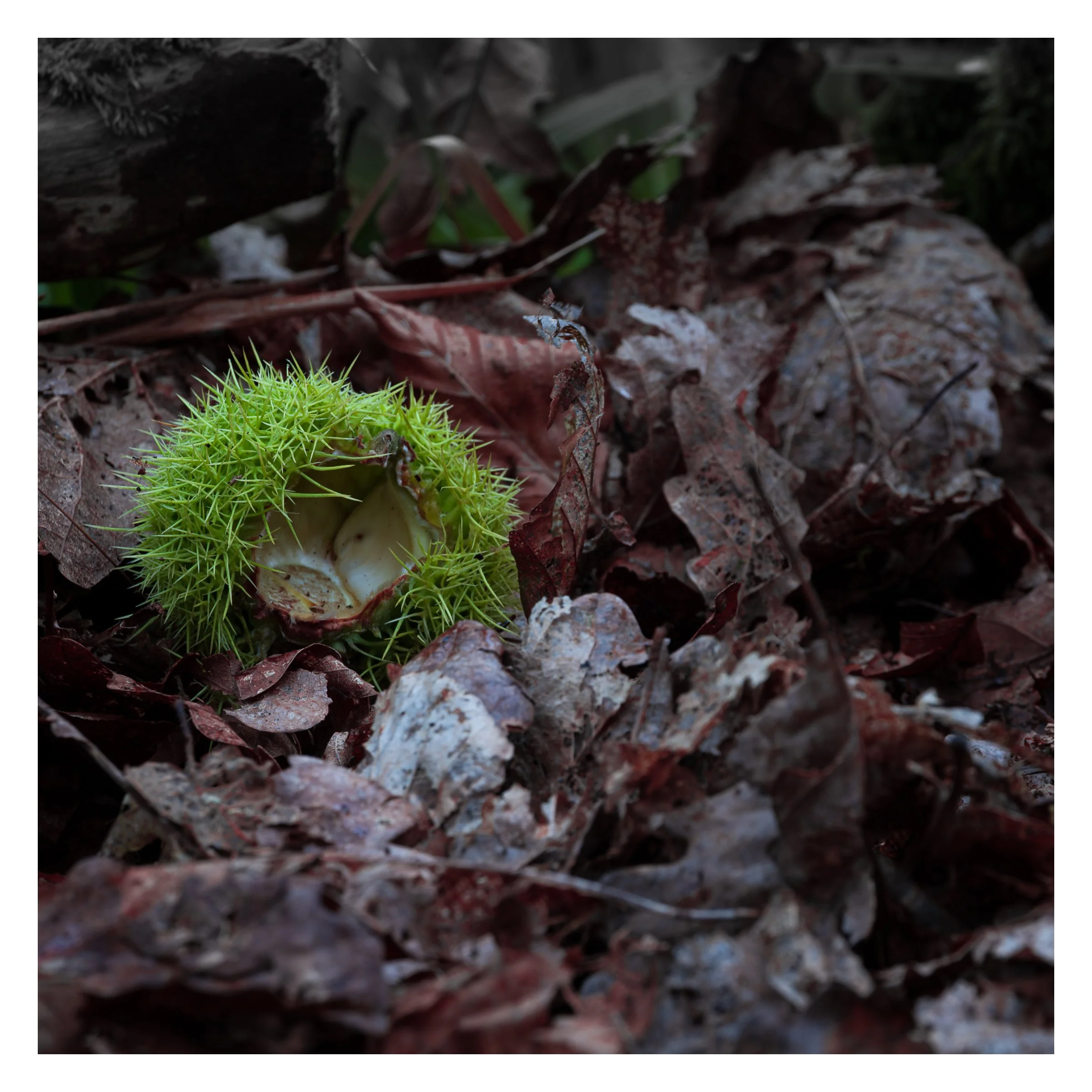 chestnut.jpg