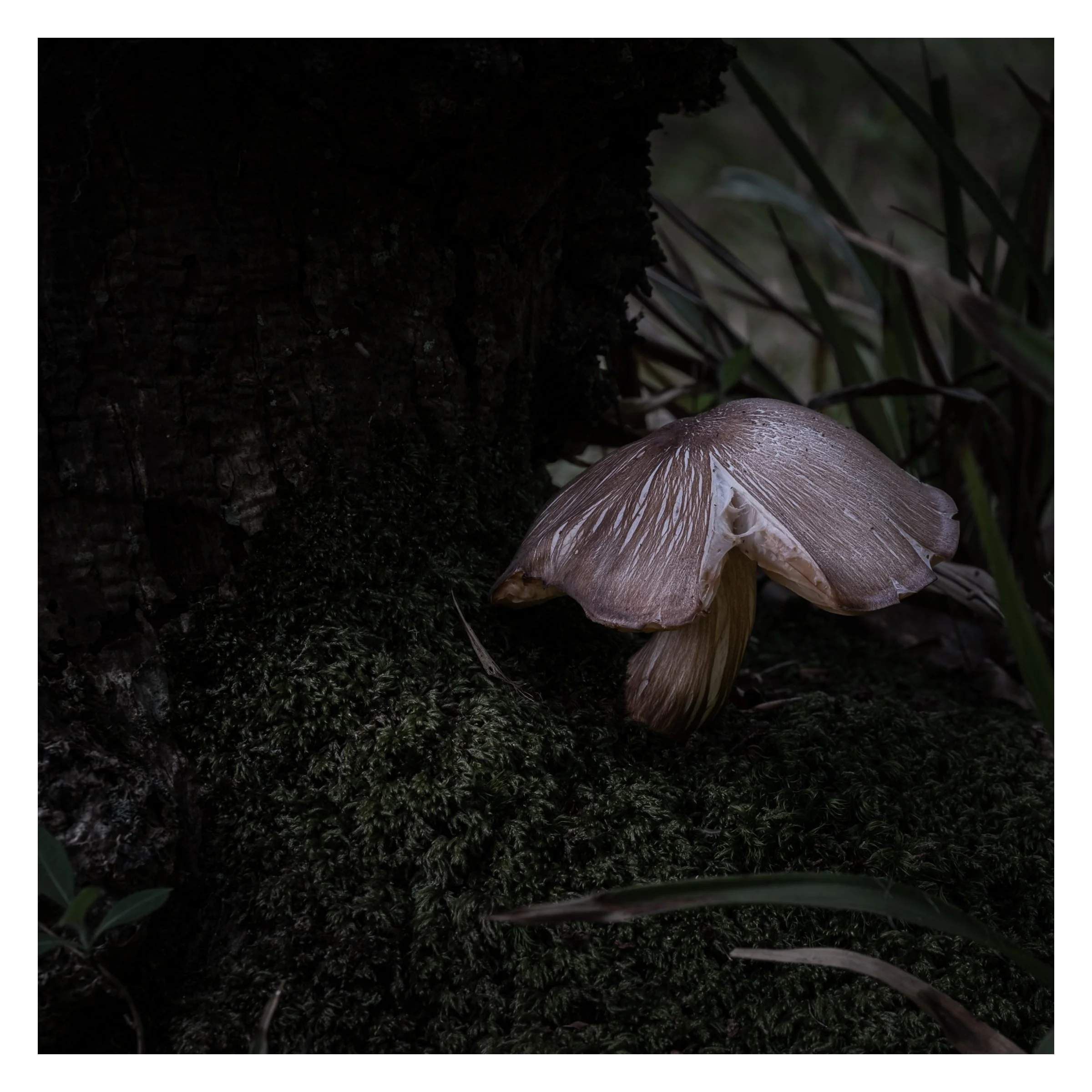 mushroom2.jpg