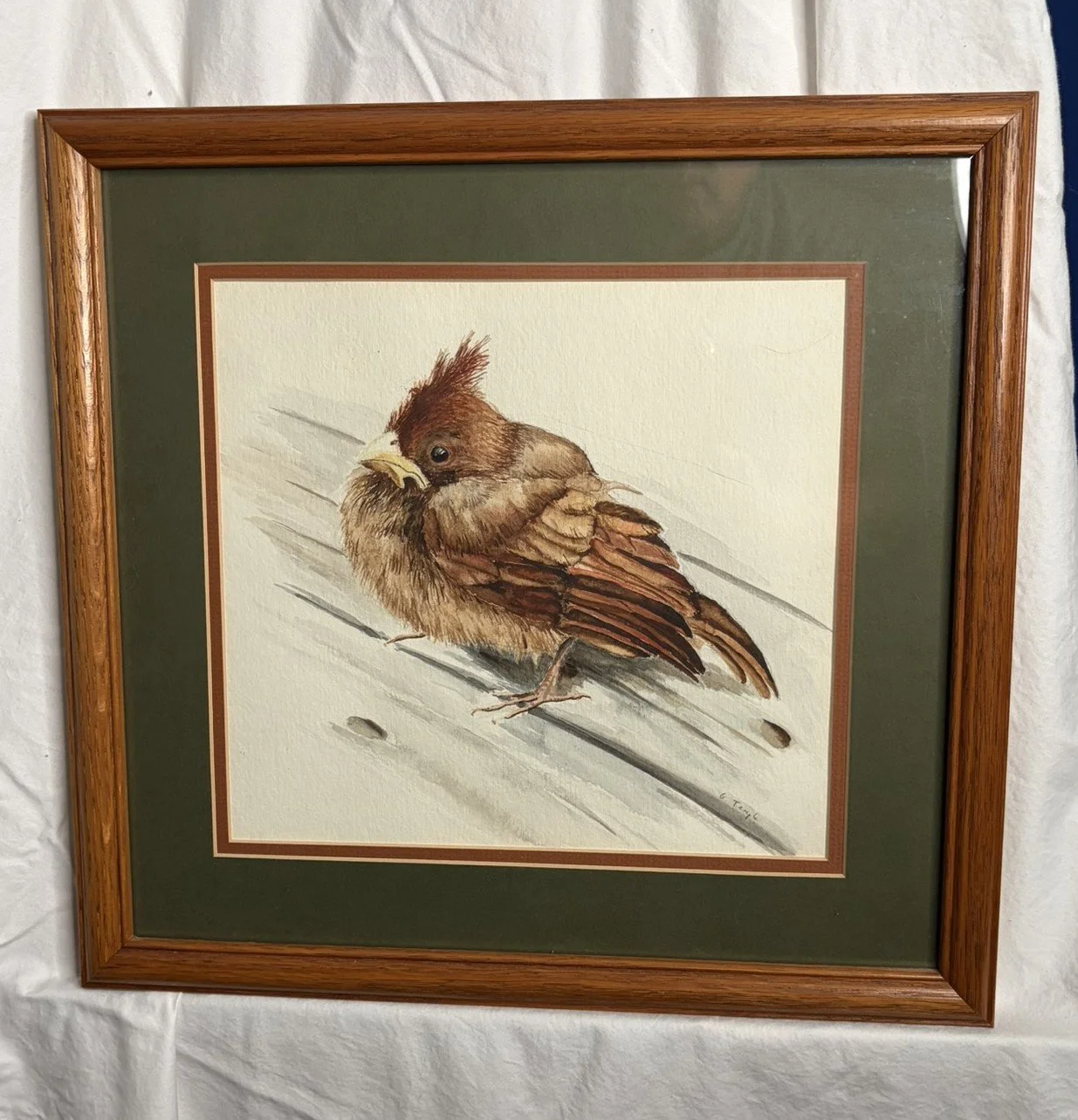 Baby Cardinal.jpeg