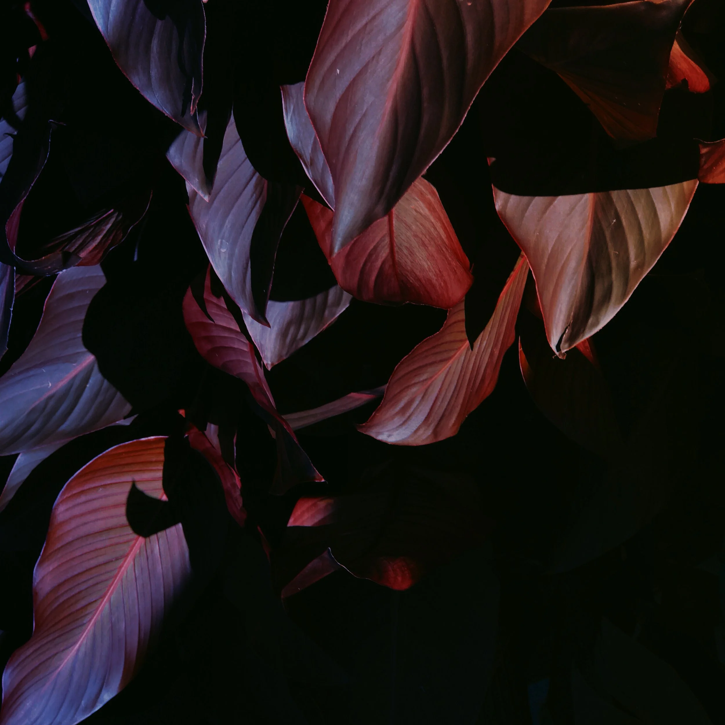 Close-up of dark red, purple, and pink leaves with a black background.