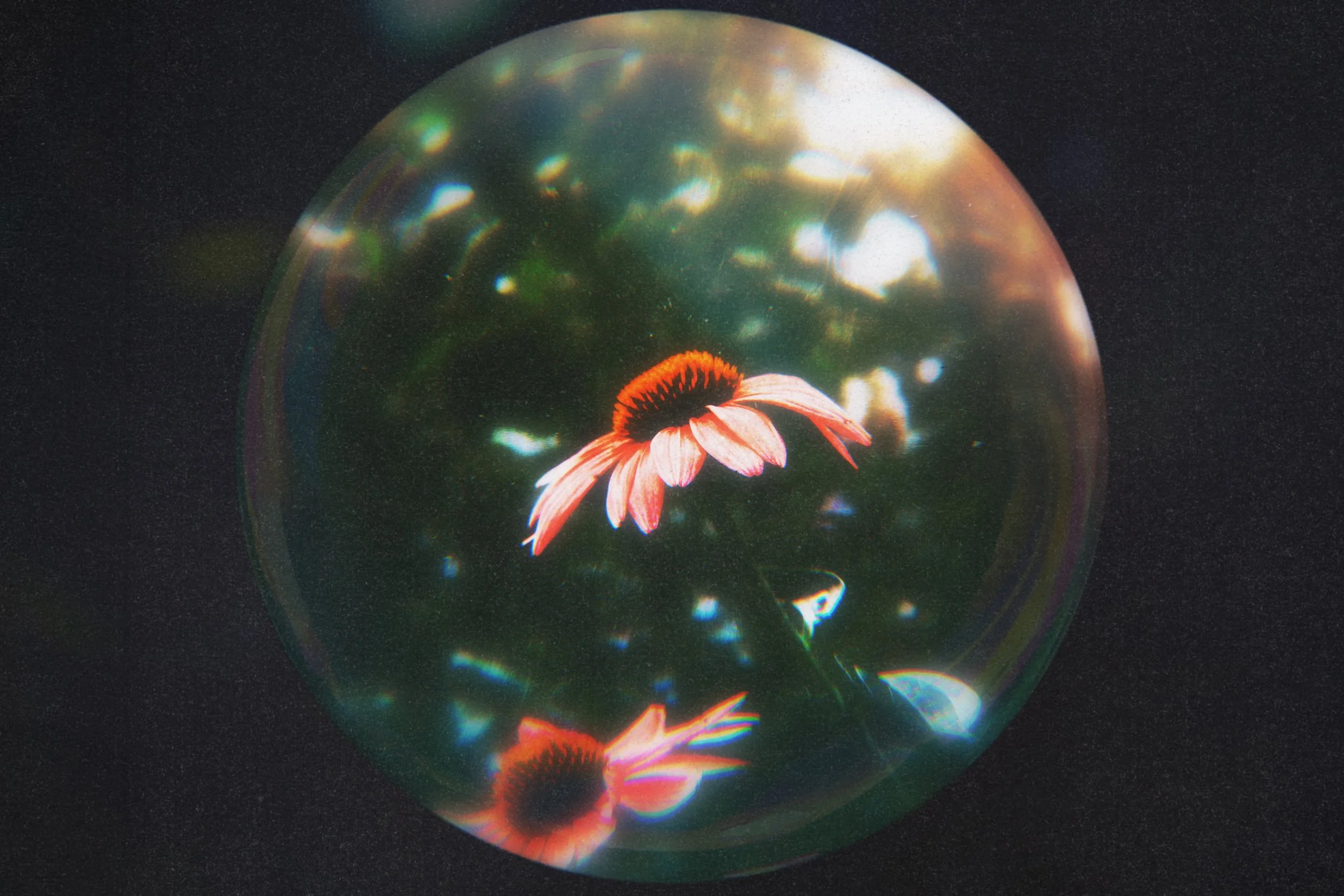 A flower with orange petals and a dark center, seen through a spherical reflective surface with rainbow-like iridescent patterns against a dark background.