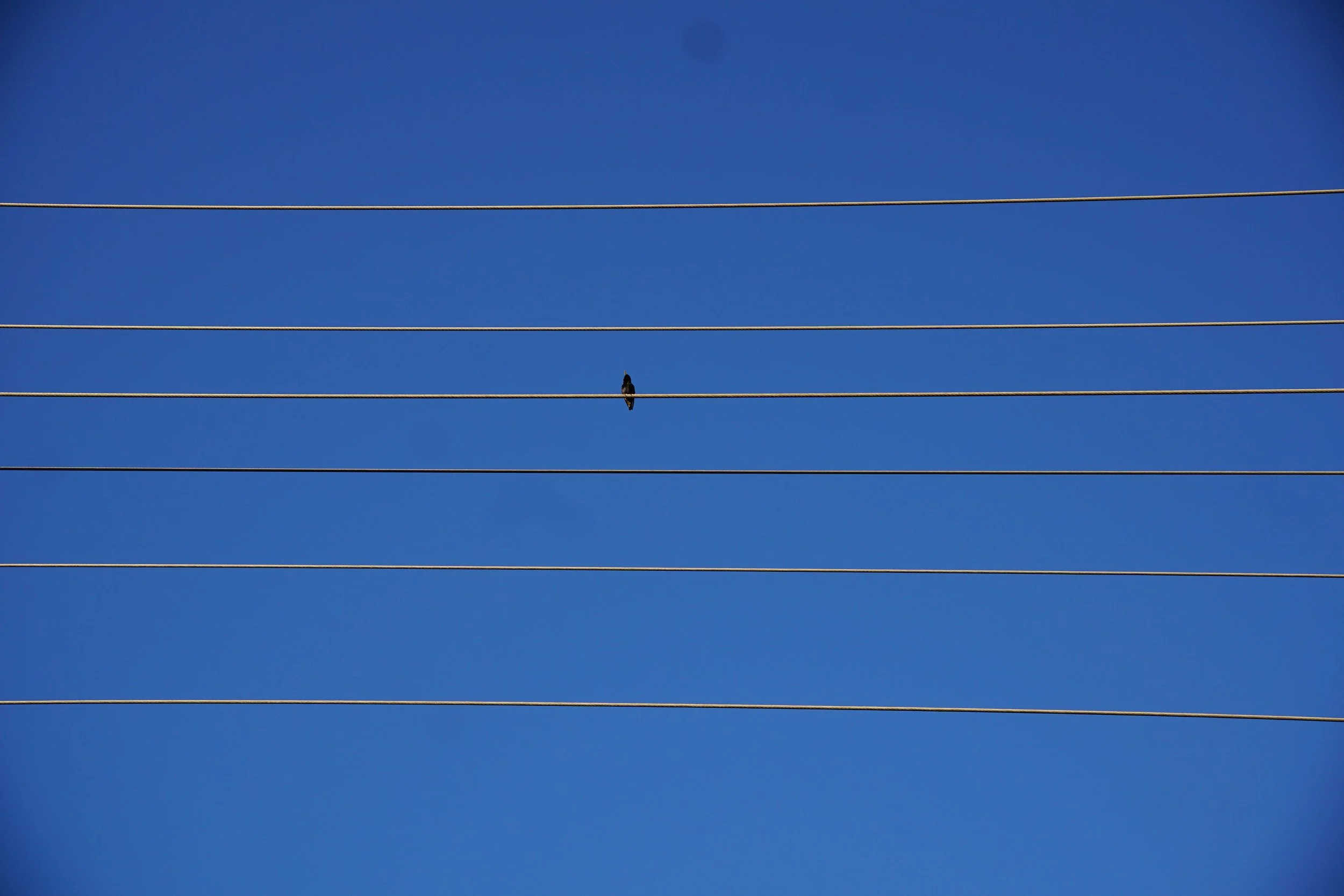 A small bird perched on a horizontal power line against a clear blue sky with three other parallel power lines.