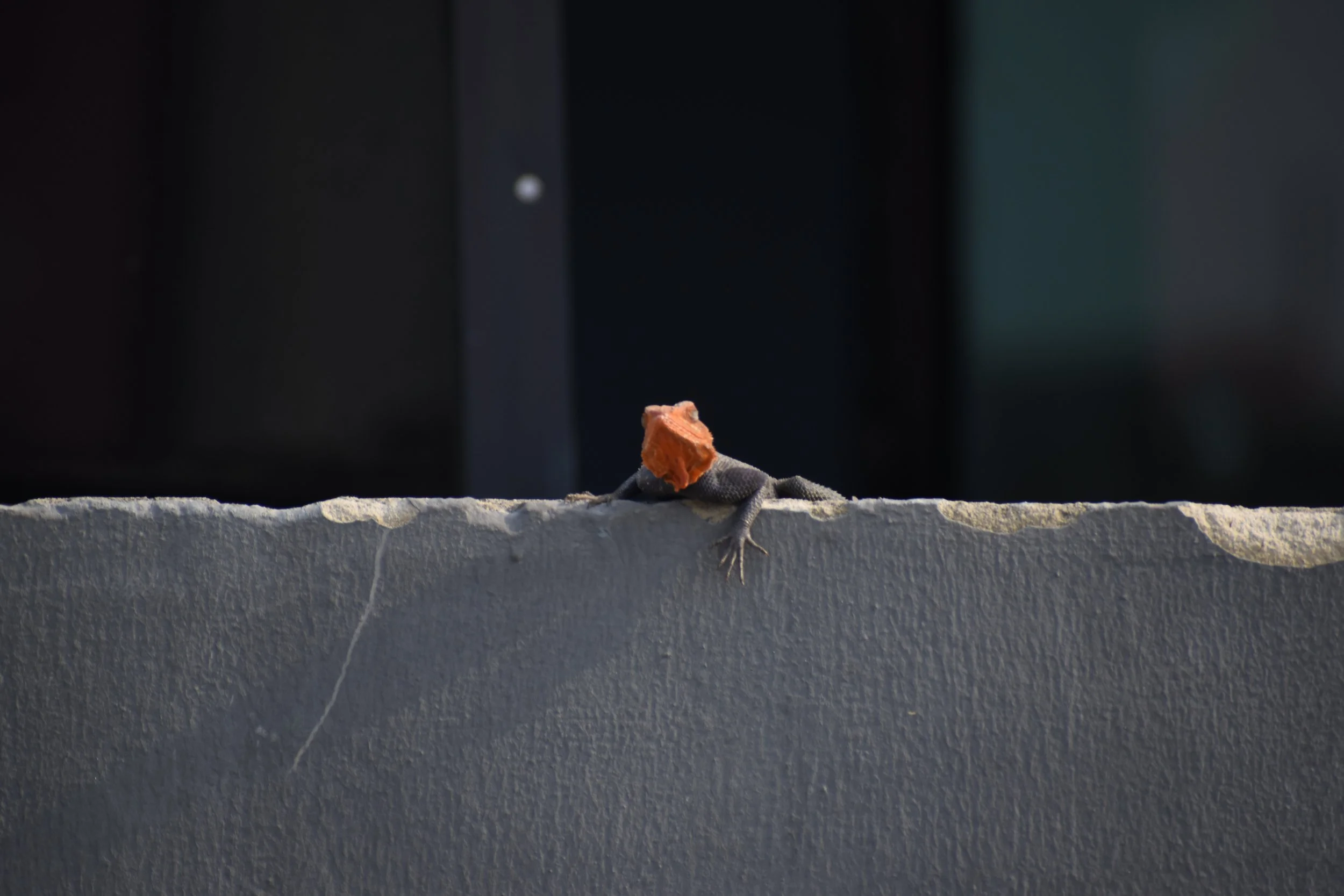 DSC_4968.JPG