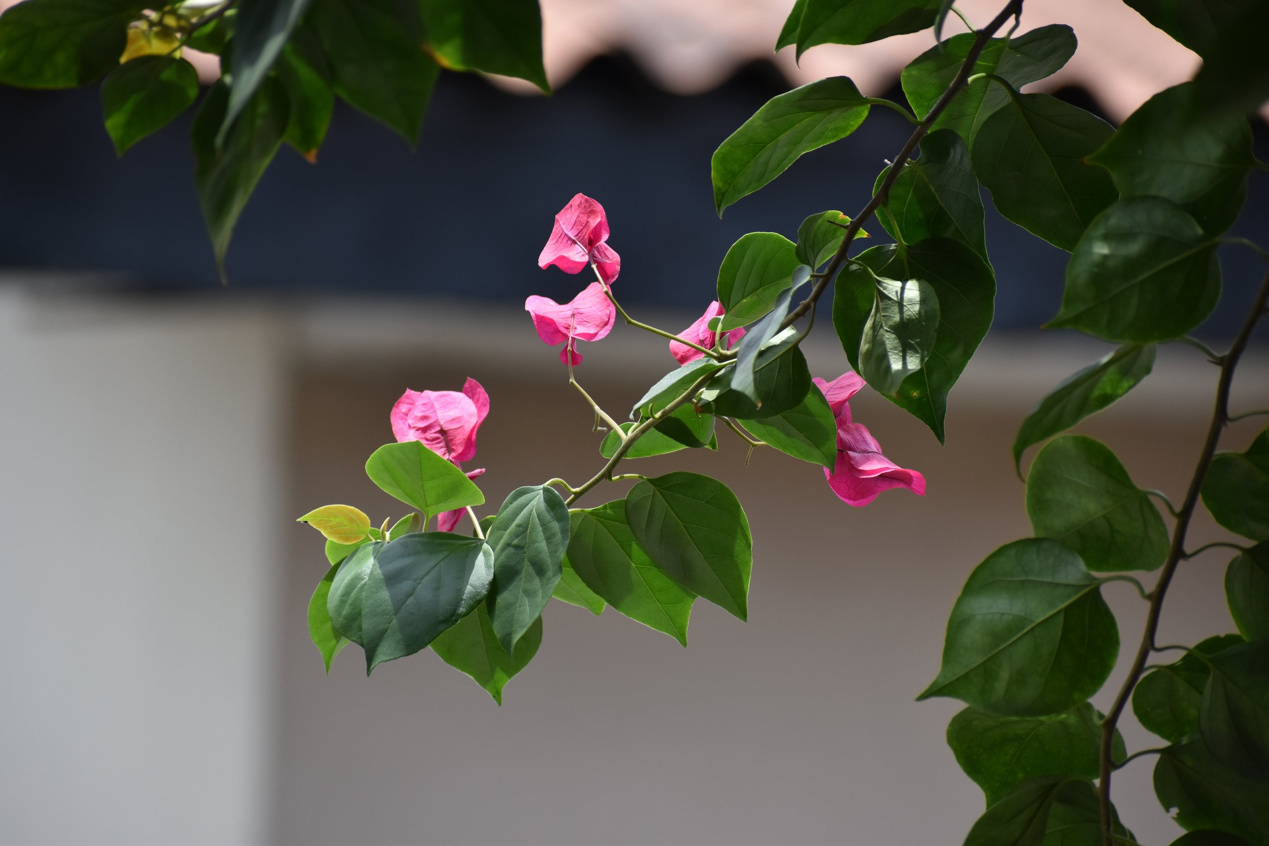 DSC_4935.JPG