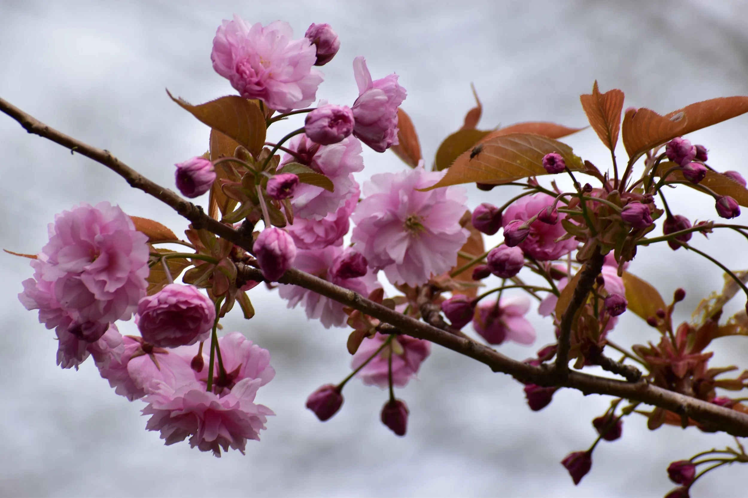 Photography2.JPG