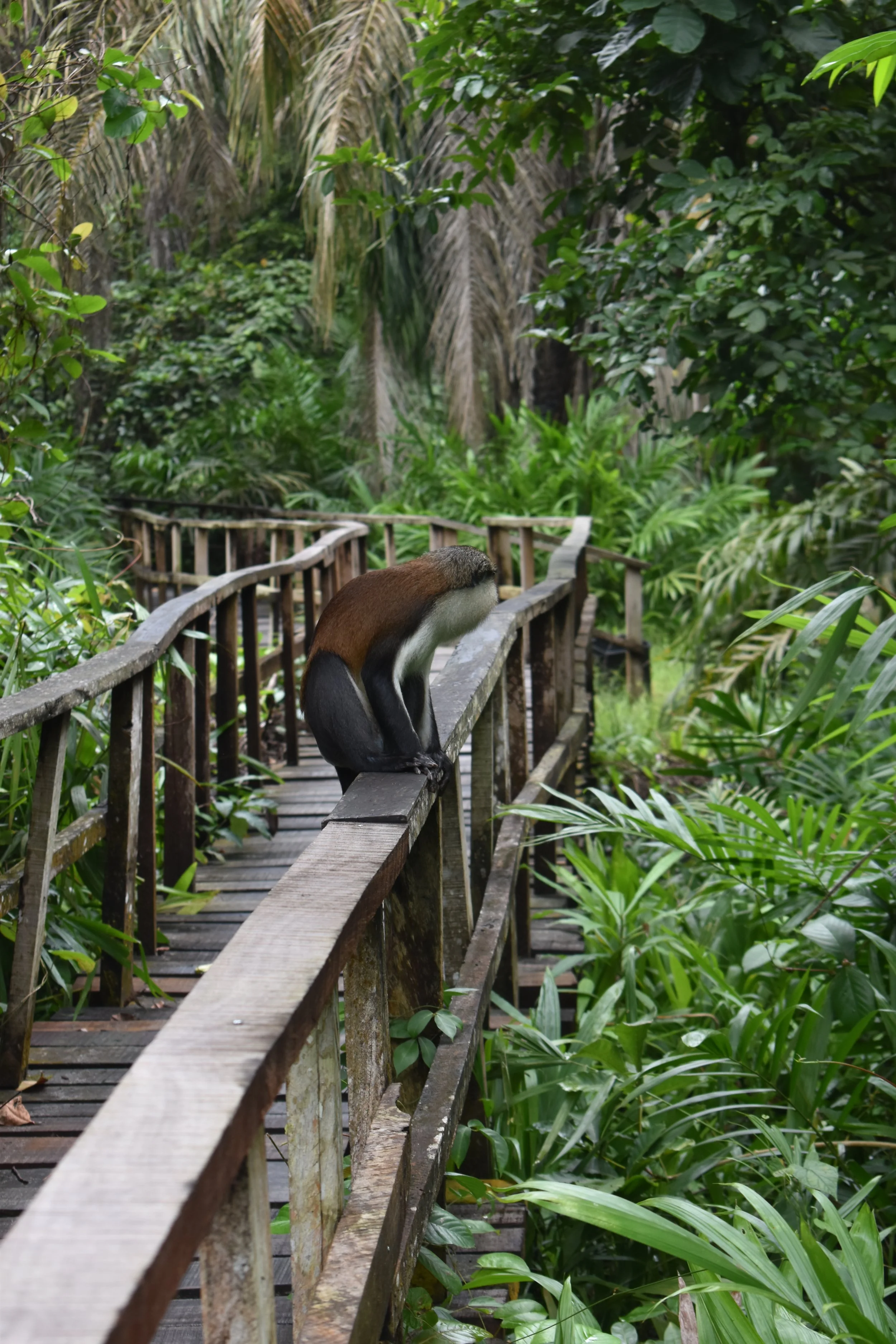 A squirrel monkey is perched on a wooden railing of a boardwalk in a lush, green jungle environment with dense foliage and tall trees.