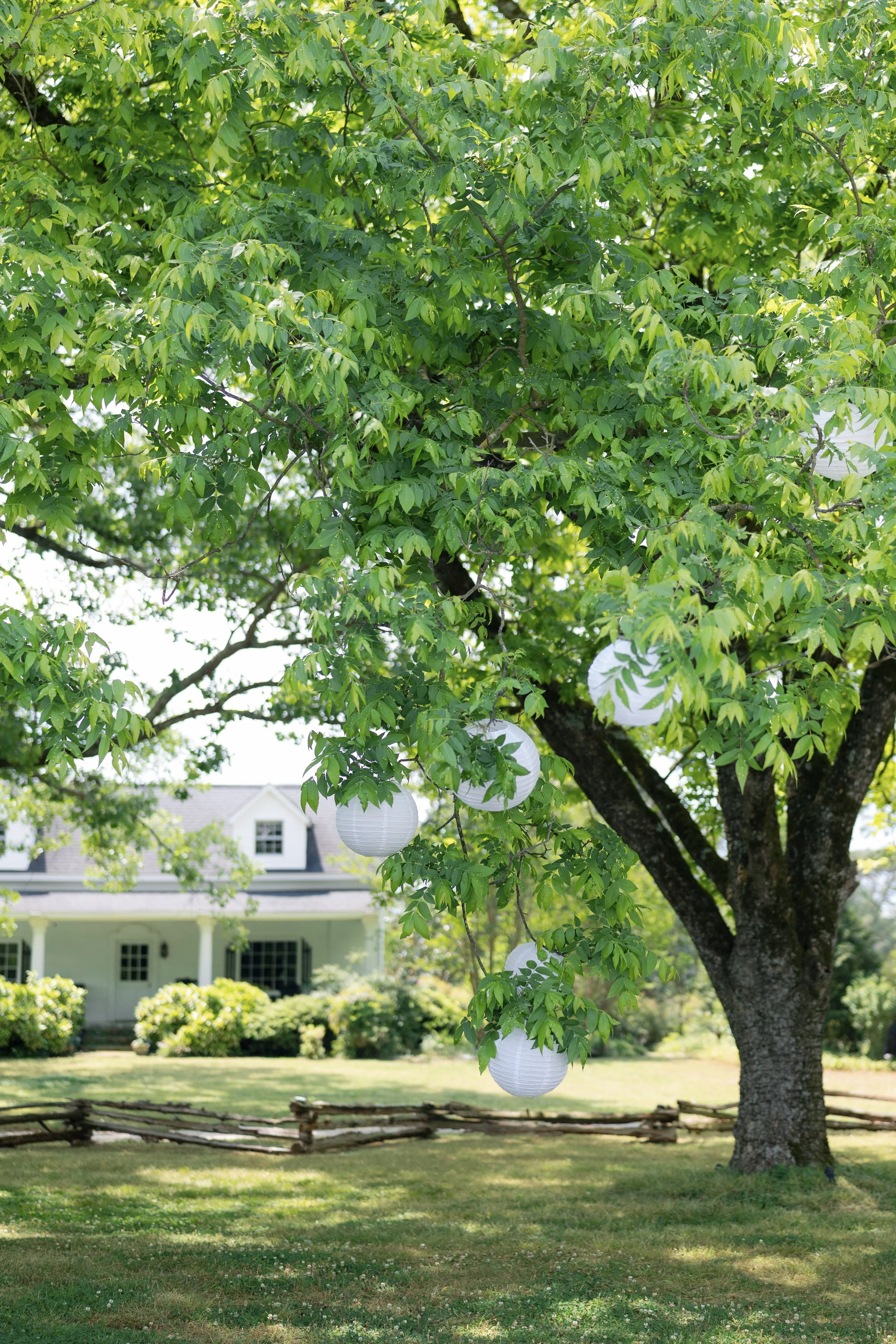 White paper lanterns hanging from leafy tree branches in a sunny suburban yard.