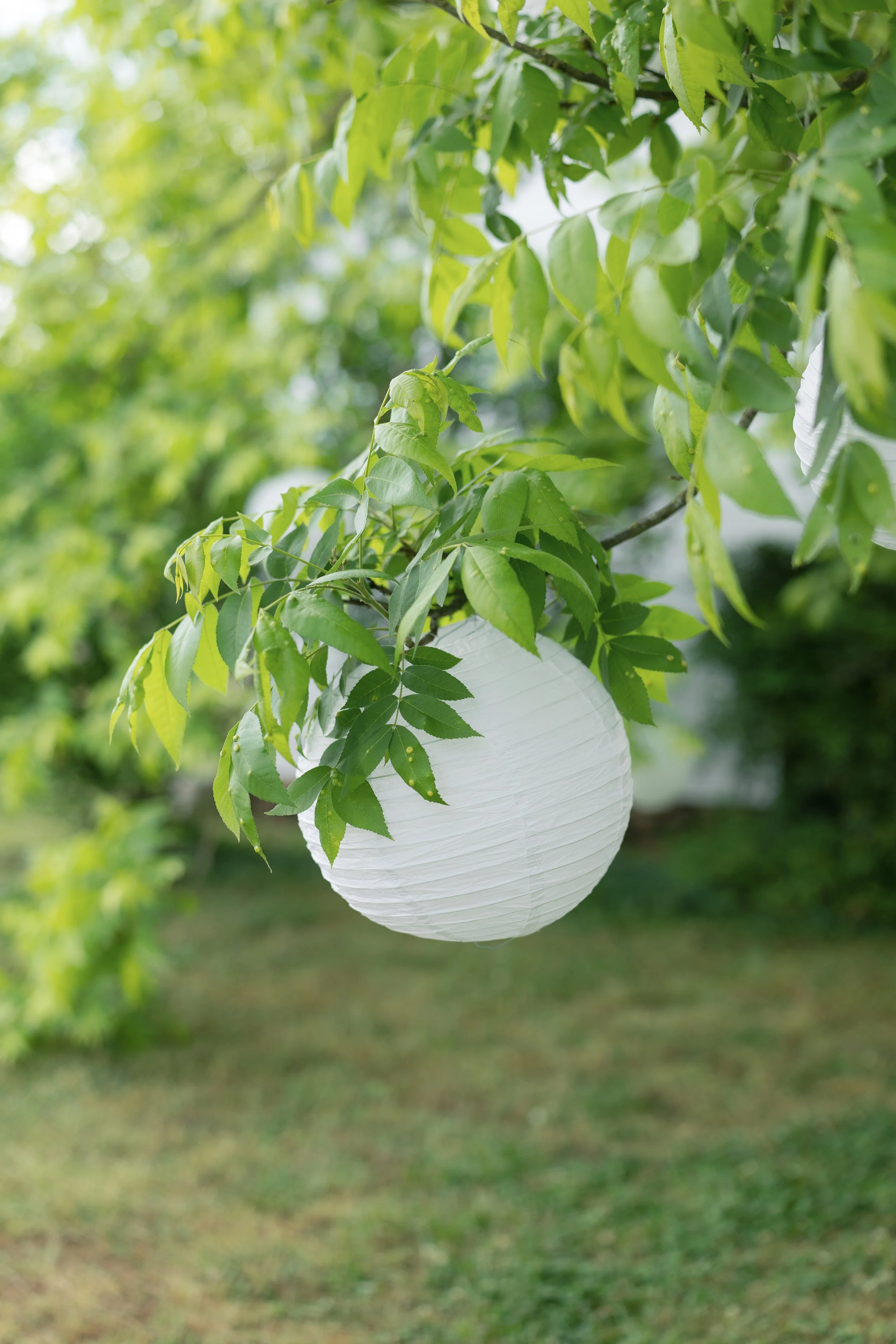 White paper lantern hanging among green tree branches and leaves