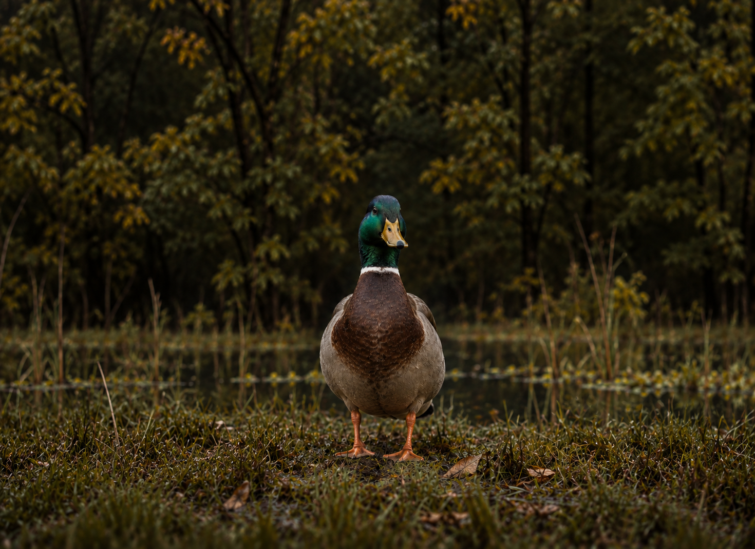 A mallard duck standing upright on grass near a body of water, with a background of trees with autumn-colored leaves.