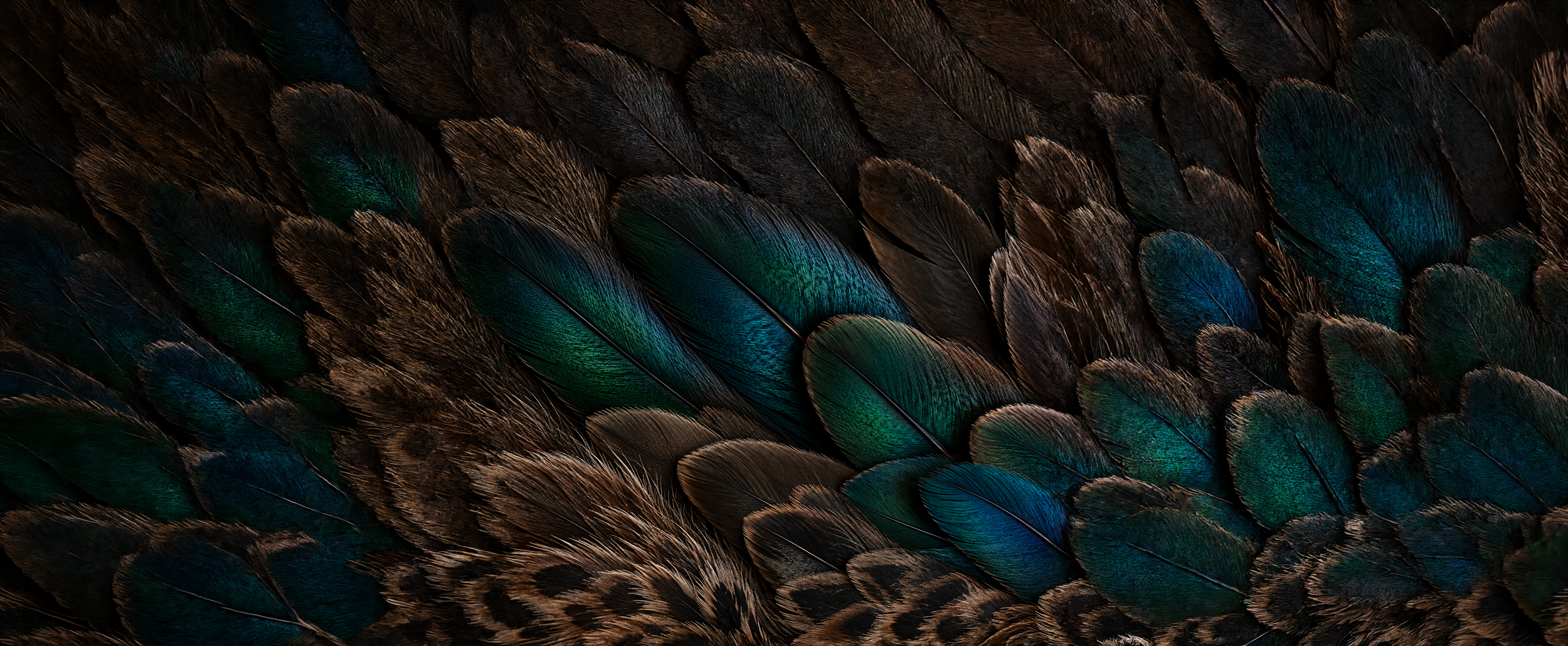 Close-up of bird feathers with iridescent green, blue, and brown hues.
