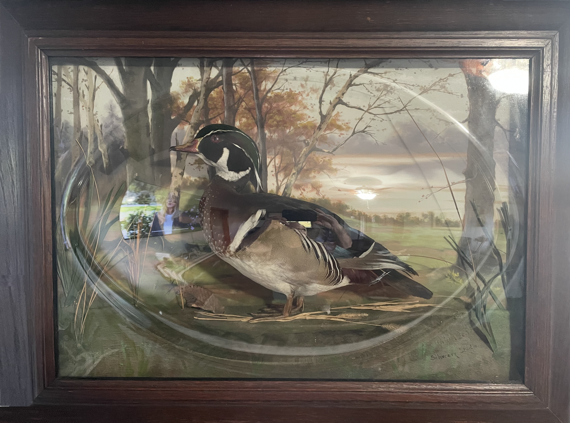 A taxidermy mount of a wood duck with a painted woodland scene background, framed in wood.