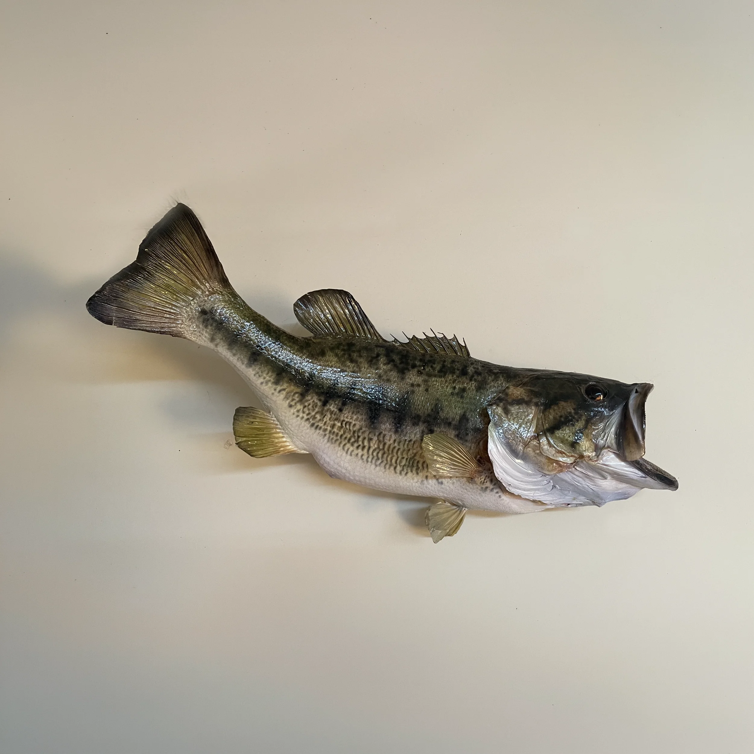 A fish with shiny, metallic, and striped fins lies on a white surface.
