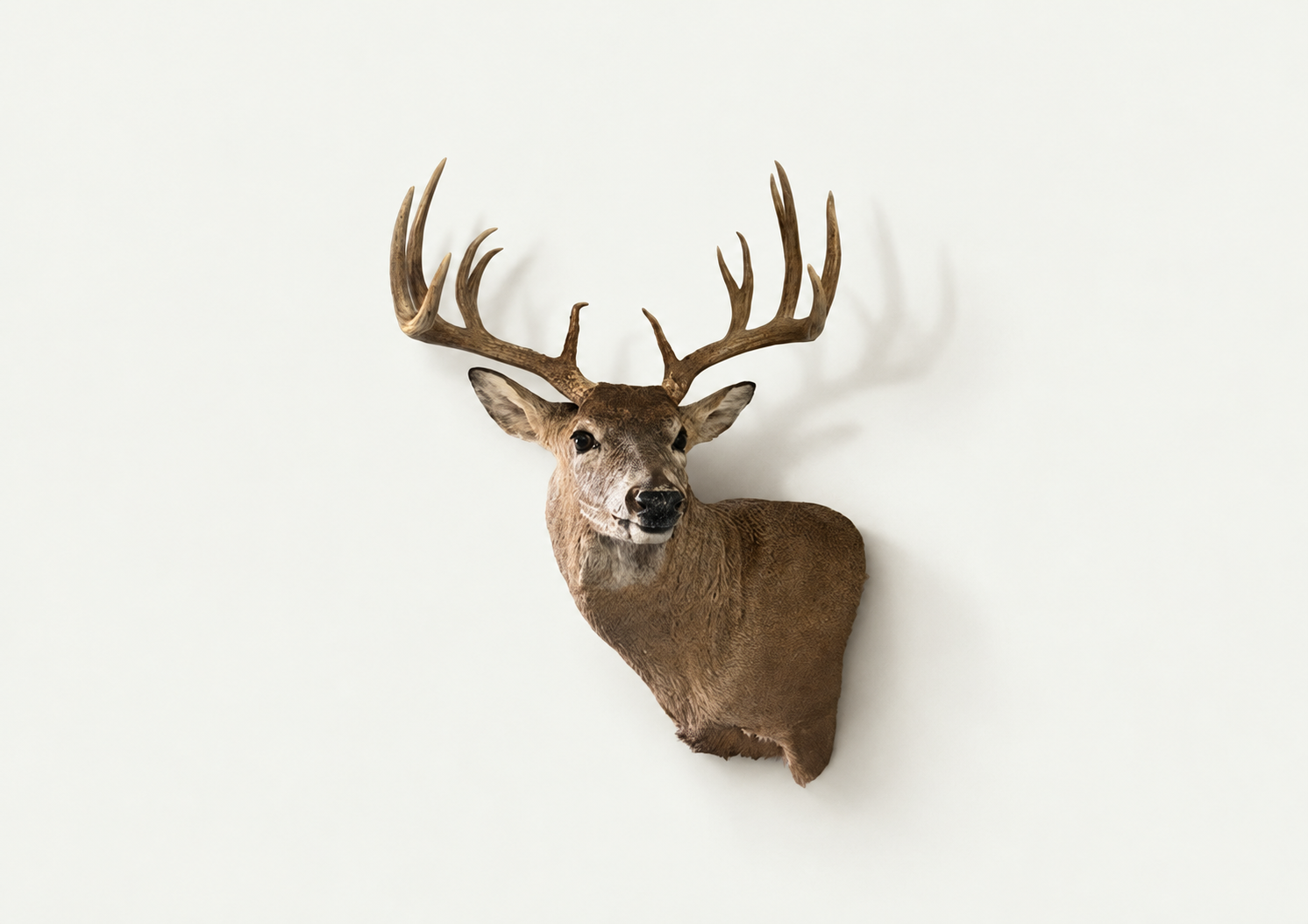 Mounted deer head taxidermy with large antlers on a white wall.