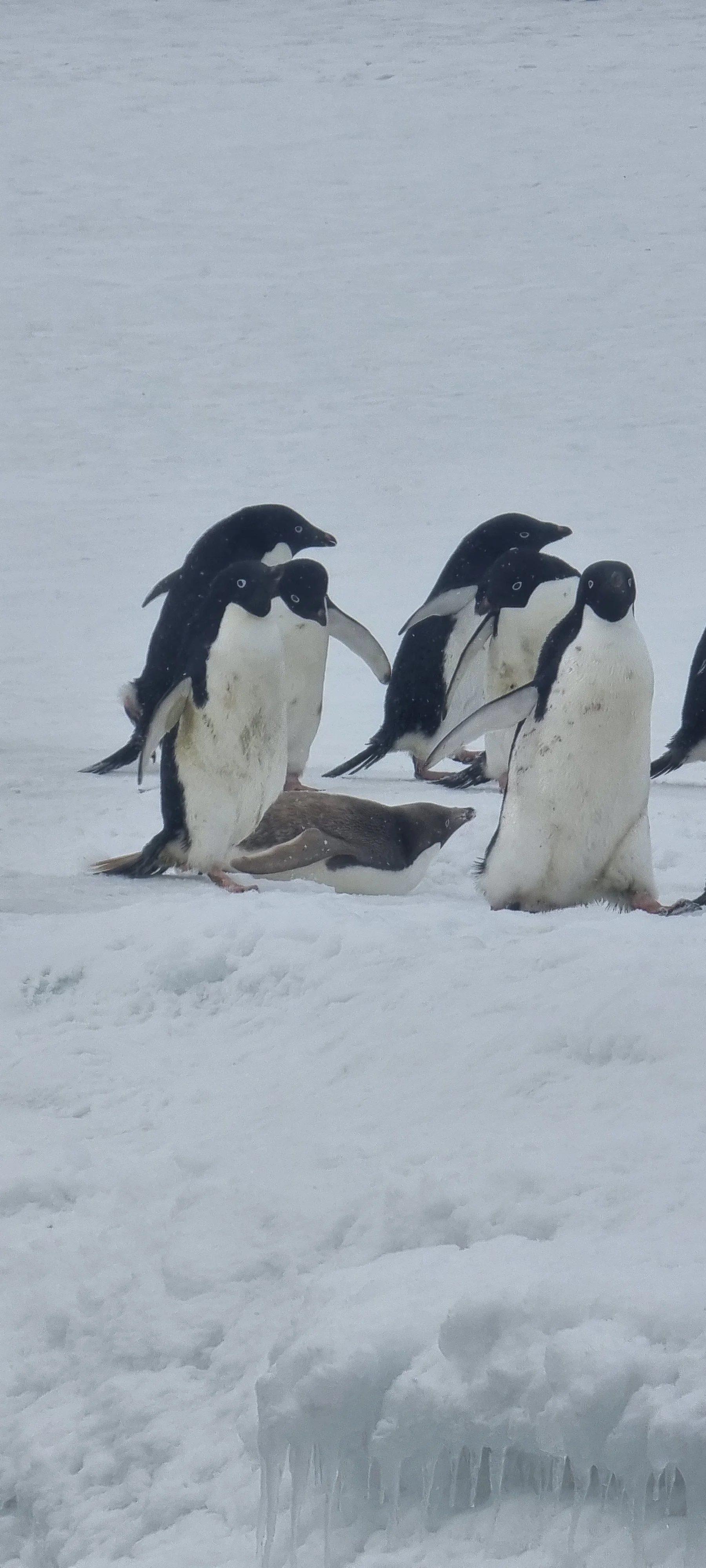 Group of Adélie penguins on snow and ice in Antarctica, with one penguin lying on the ground and the others standing or leaning nearby.