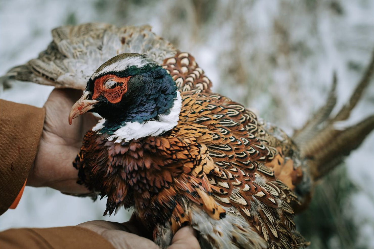 A person holding a colorful bird with detailed feathers and vivid facial markings, likely a pheasant.