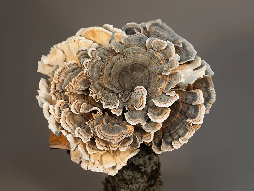 Ruffled