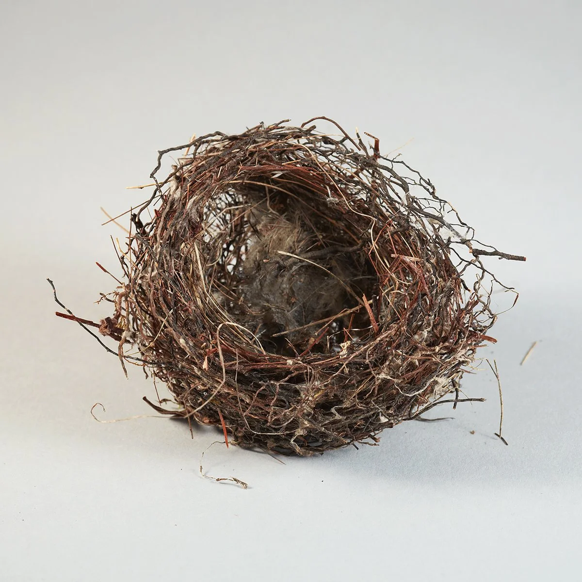 Roots and Webbing