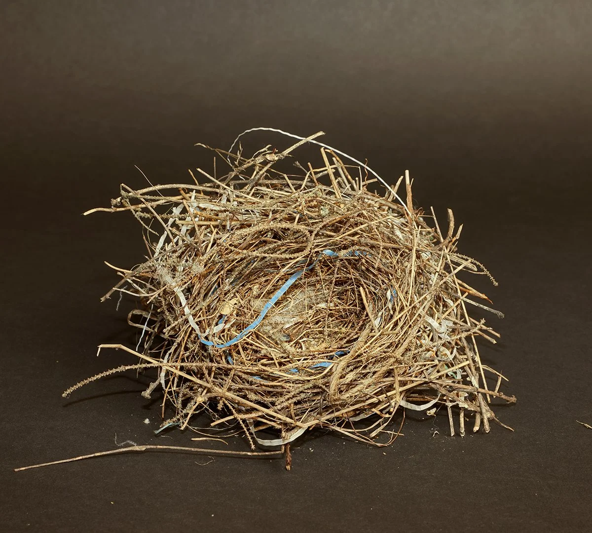 Blue Ribbon -  Sold
