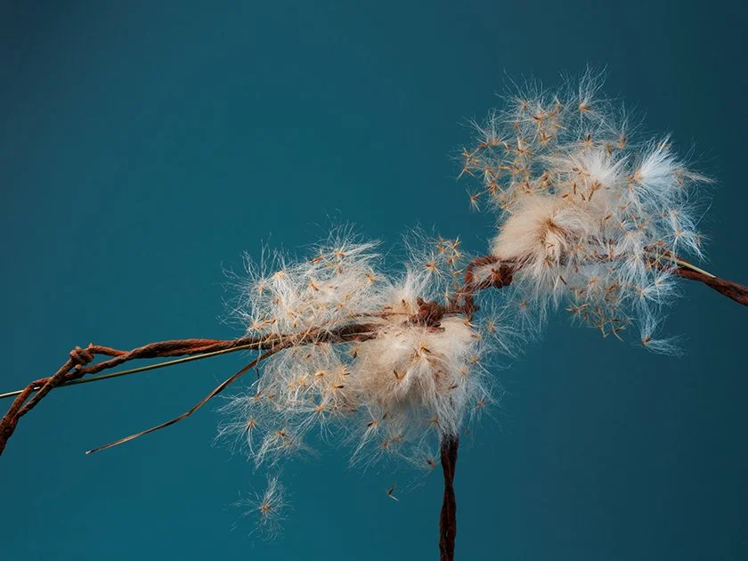 Arctic Cotton Grass Two