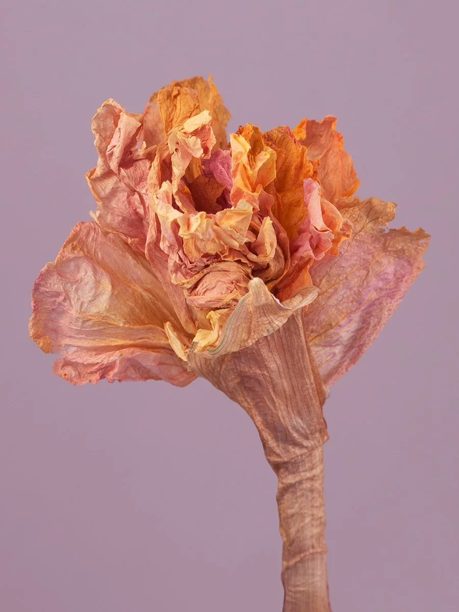 Wild Flower