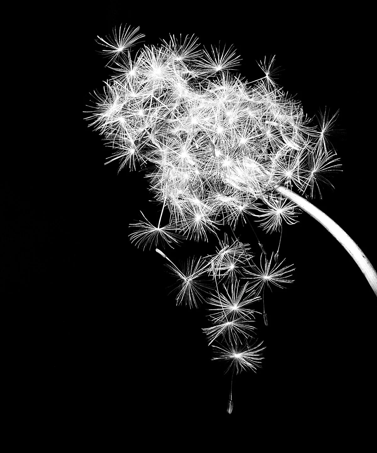Dandelion Drop