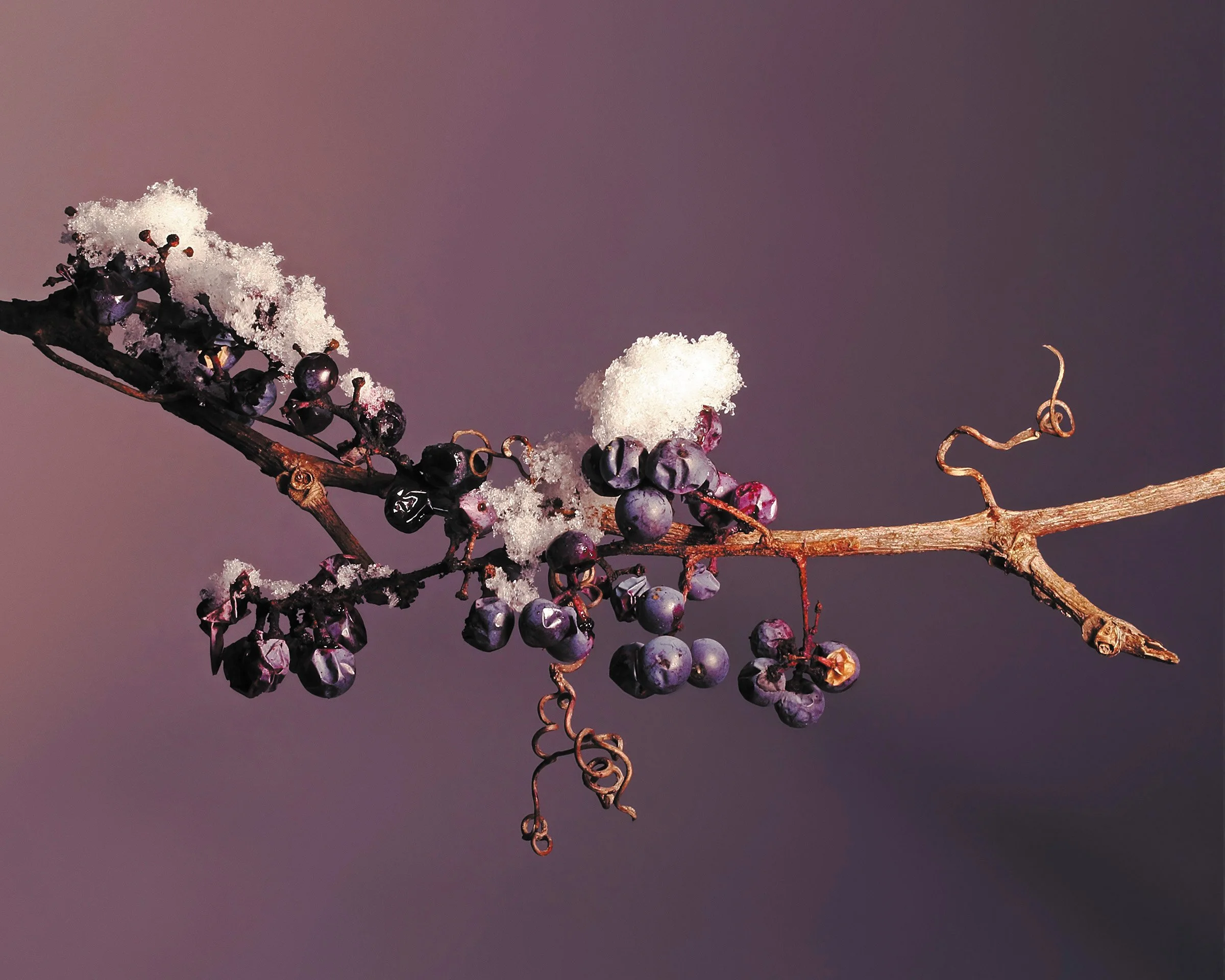 Wild Winter Grapes