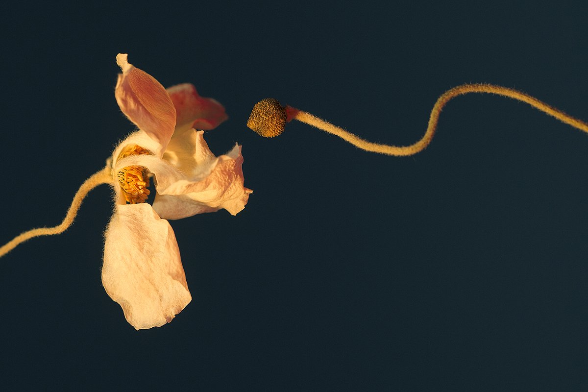 Blush