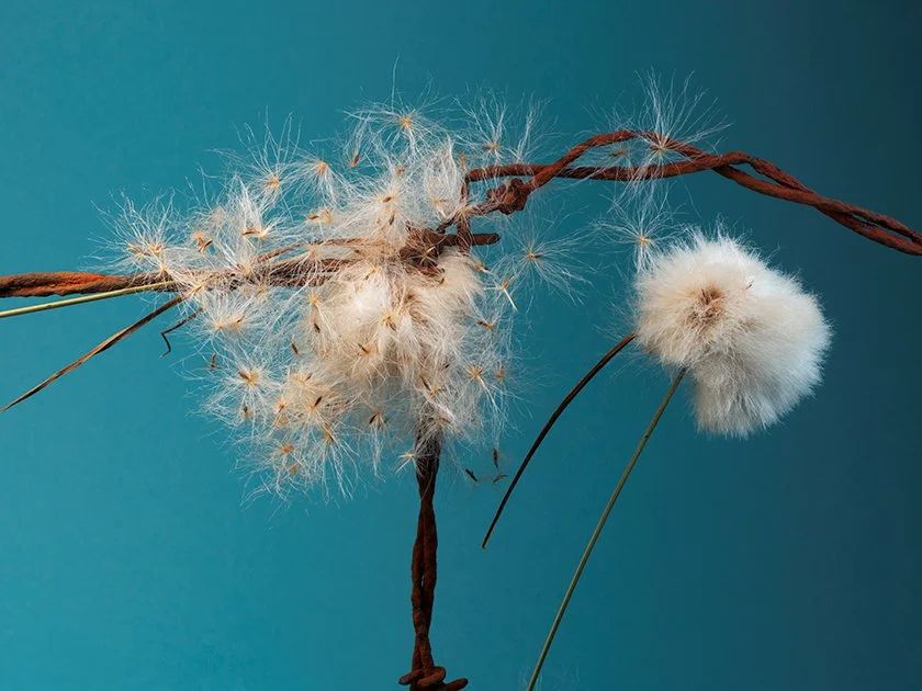 Arctic Cotton Grass One