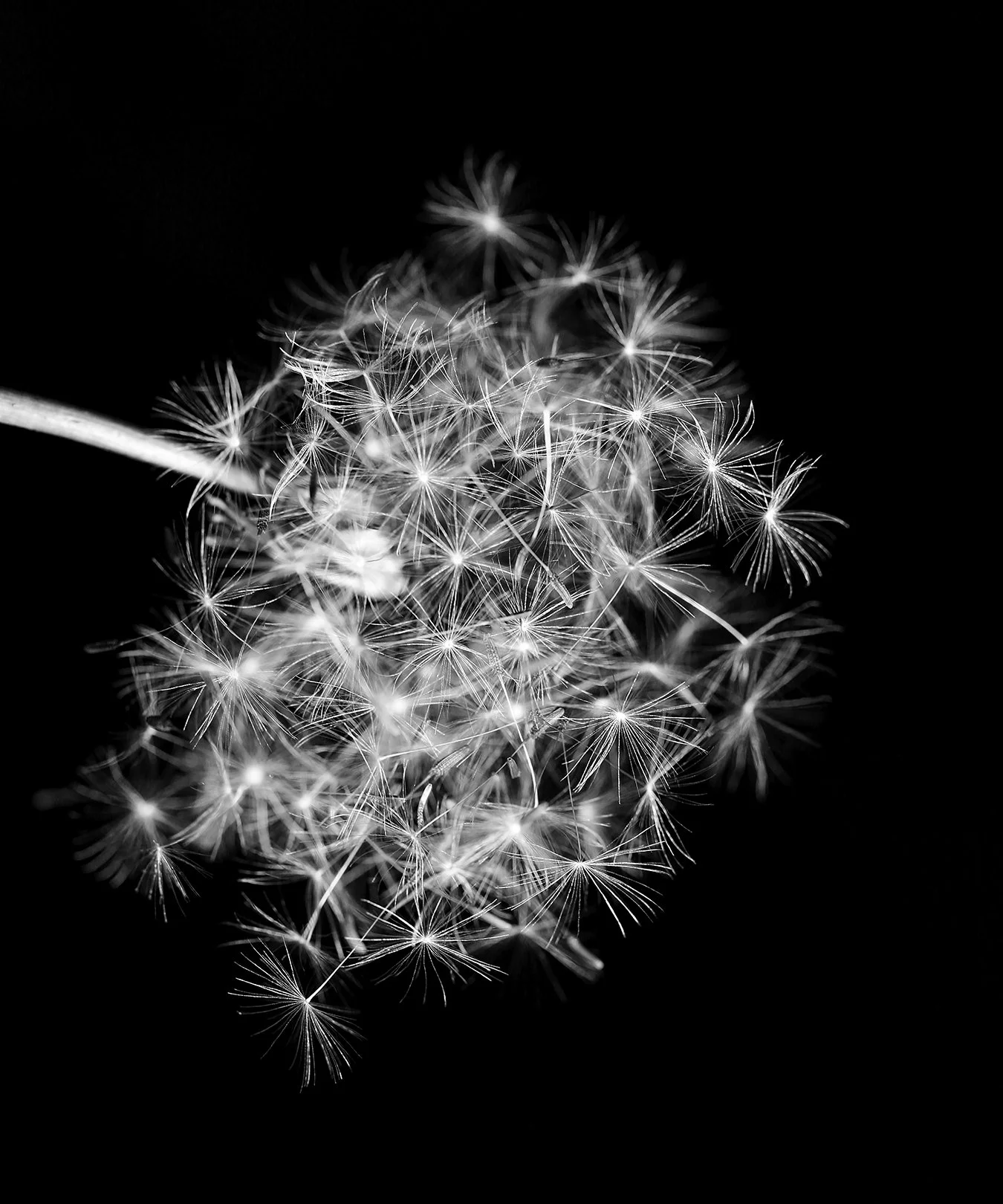 Dandelion in Disorder