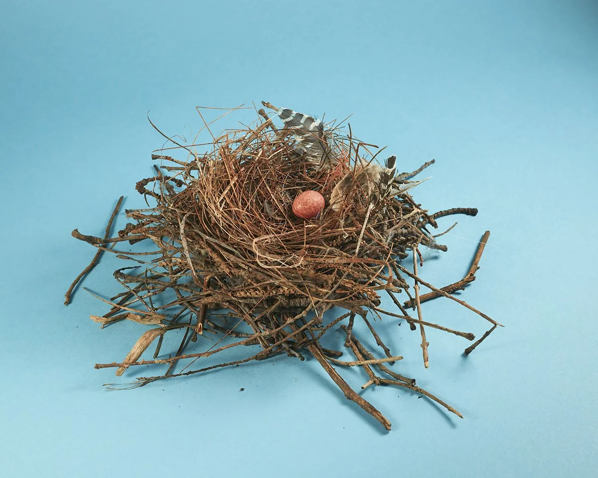 Wren Nest
