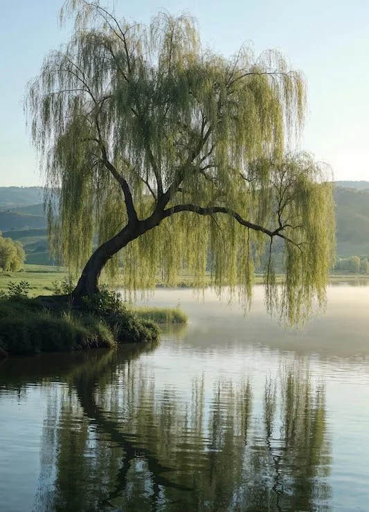 In The Shades of the Willow
