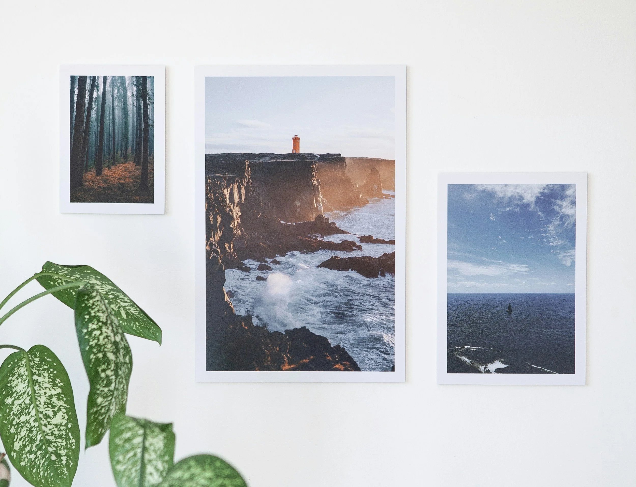 Three landscape photographs of nature scenes hanging on a white wall, with a green leafy plant in the foreground.