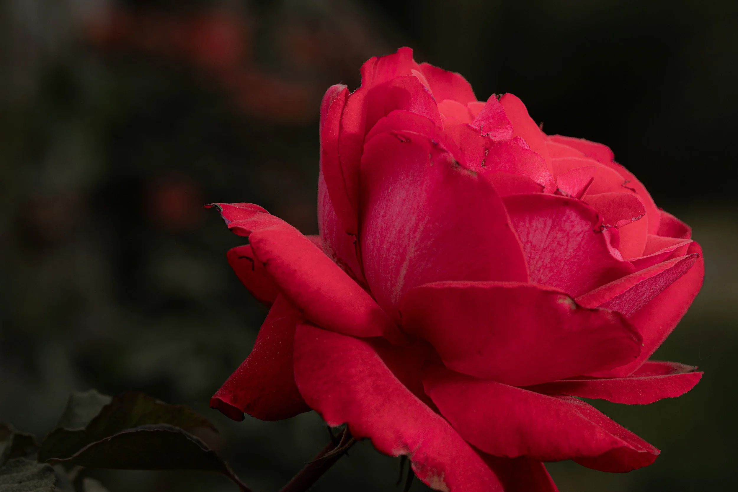 Vivero