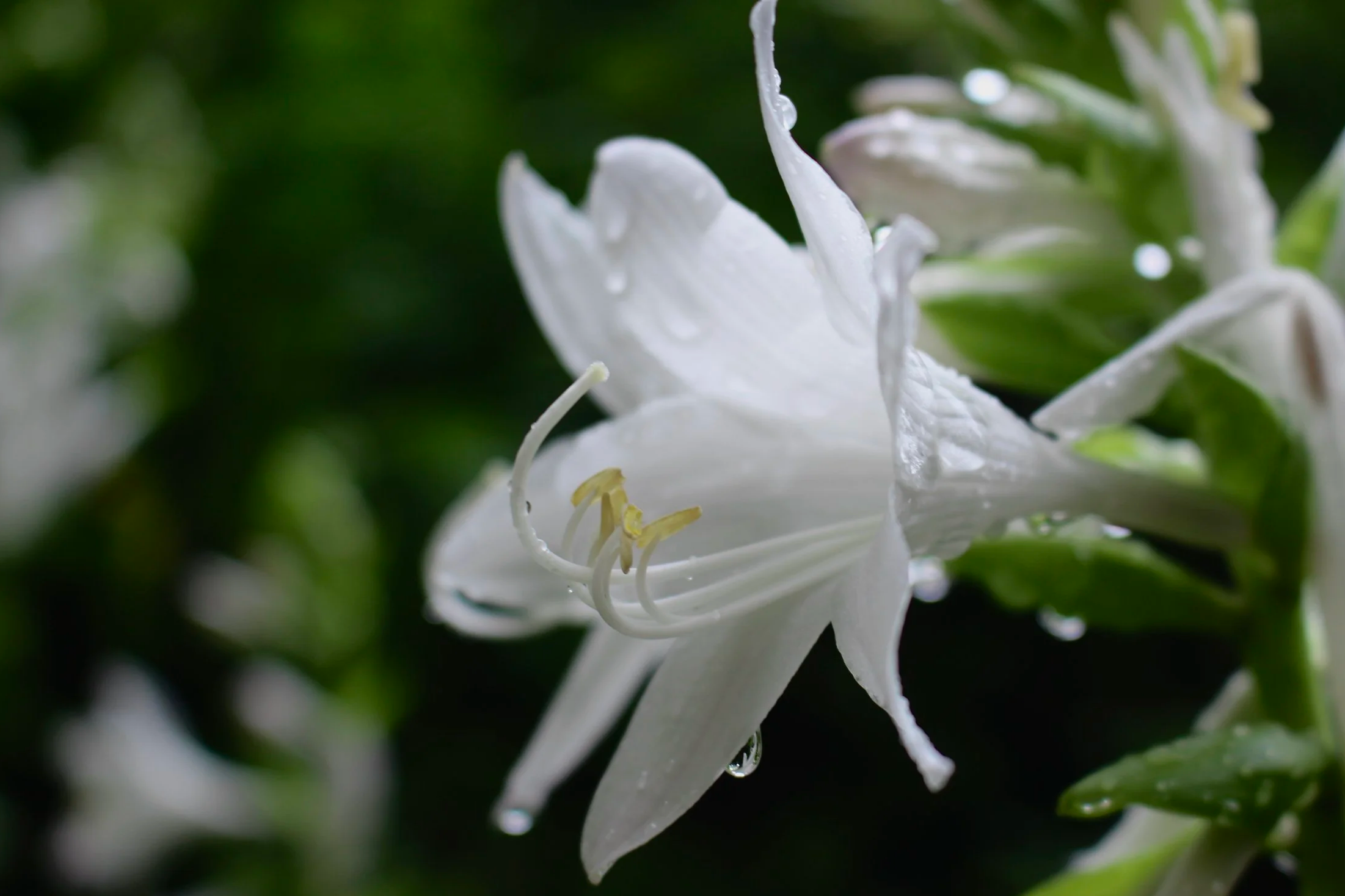 Hosta, 2025