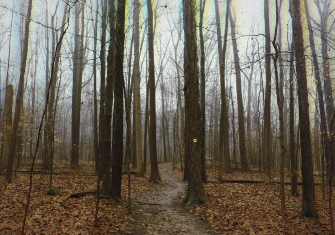 Foggy Path, 2024