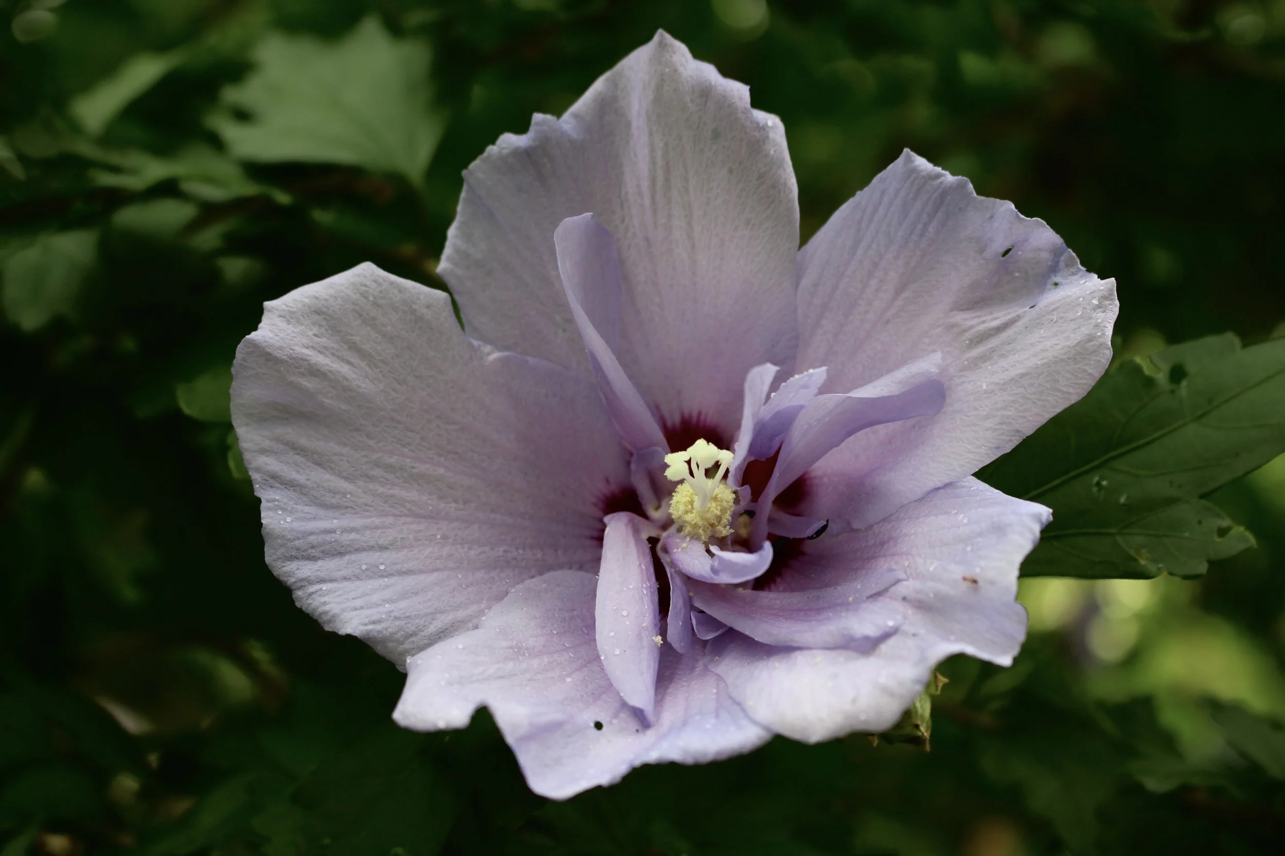 Hibiscus, 2025