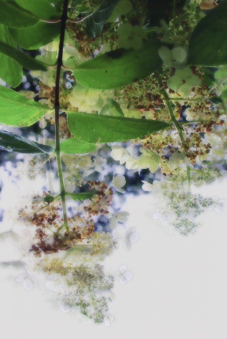 Hydrangeas, 2025