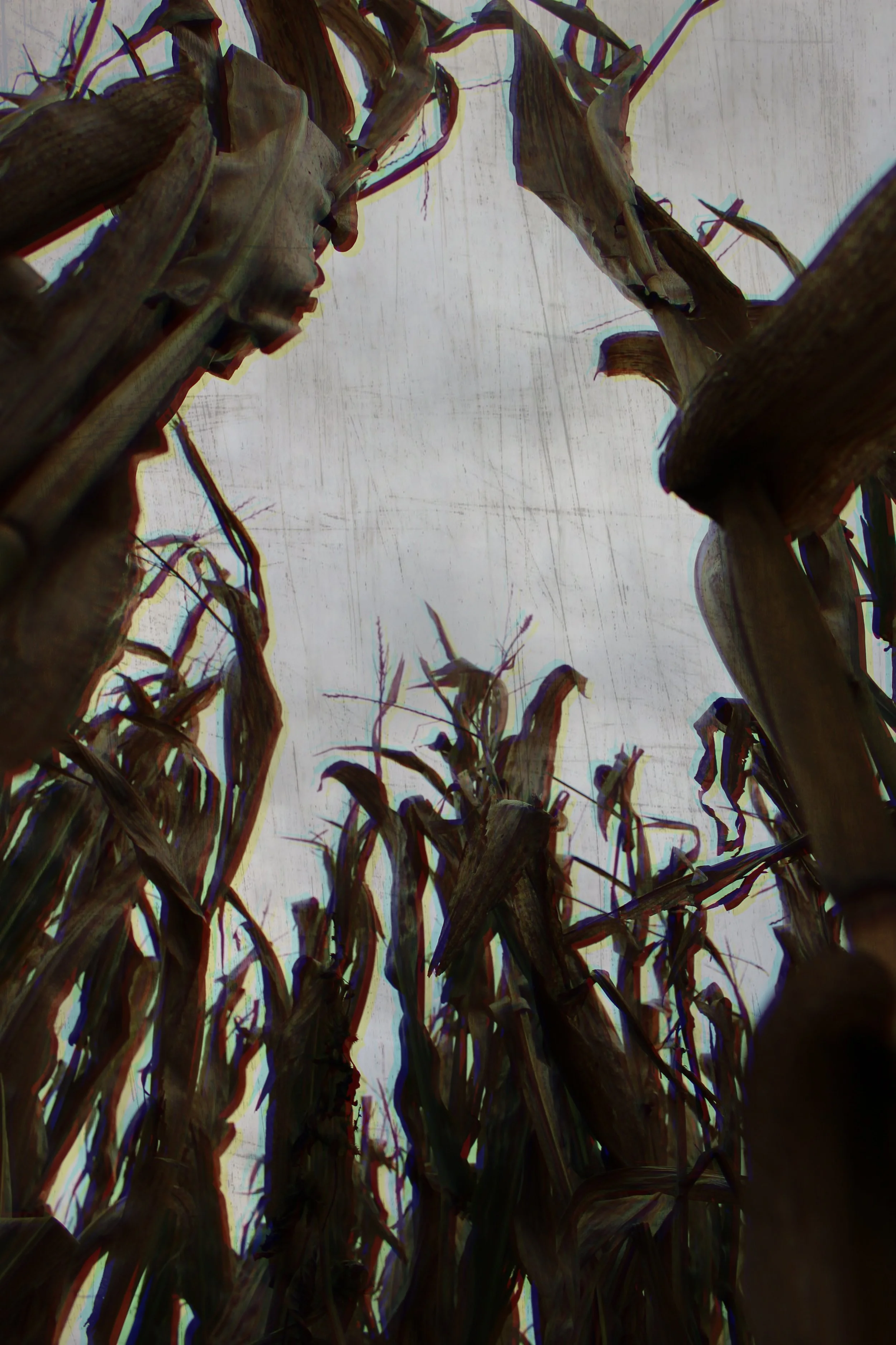 Corn Maze, 2025