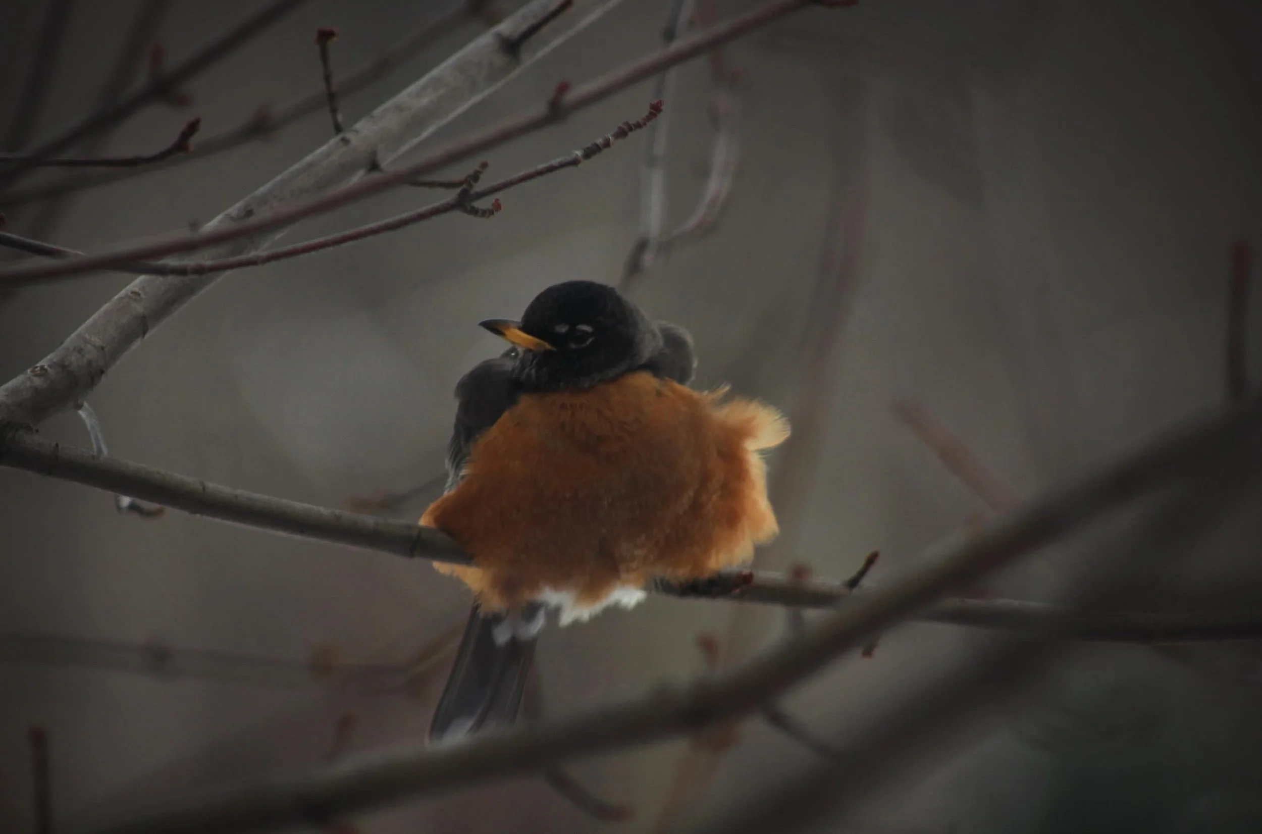 Perching Robin, 2015