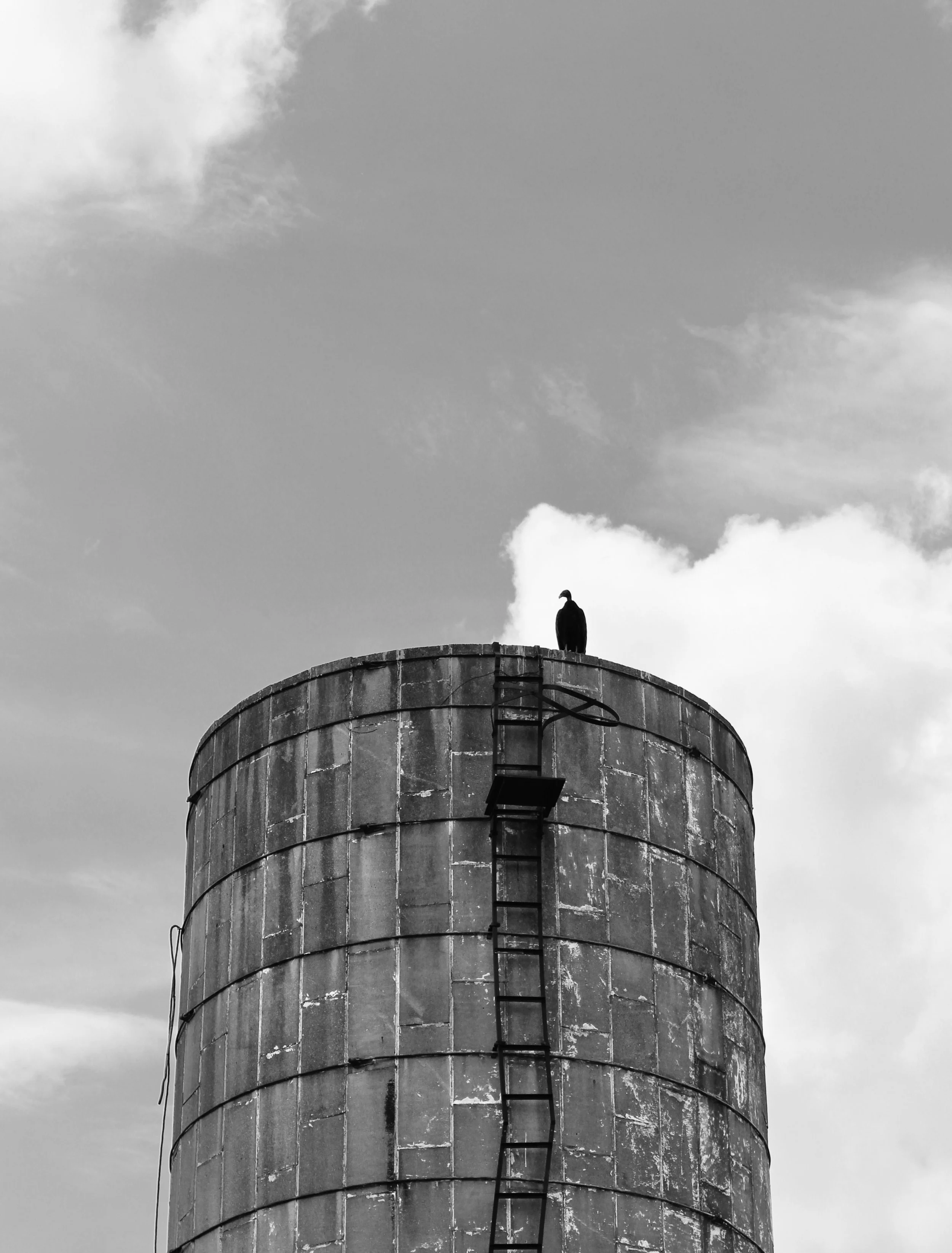 Perching Vulture, 2026