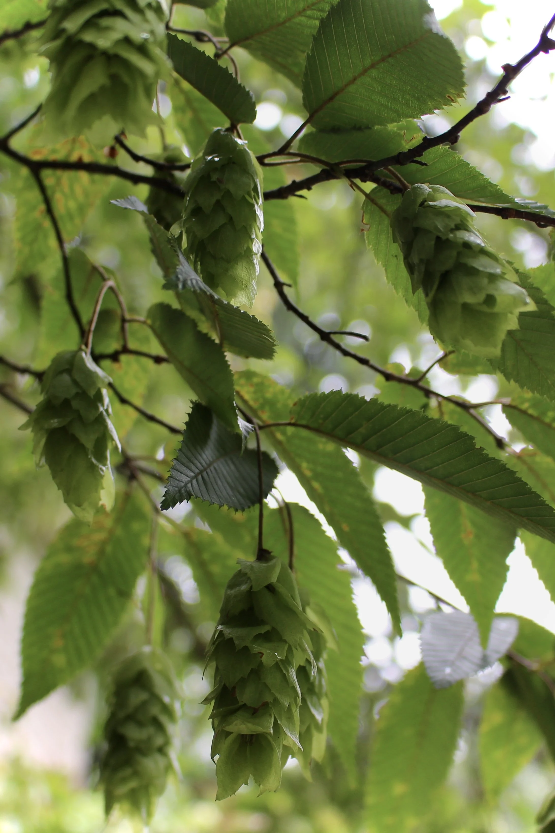 Japanese Hornbeam, 2025