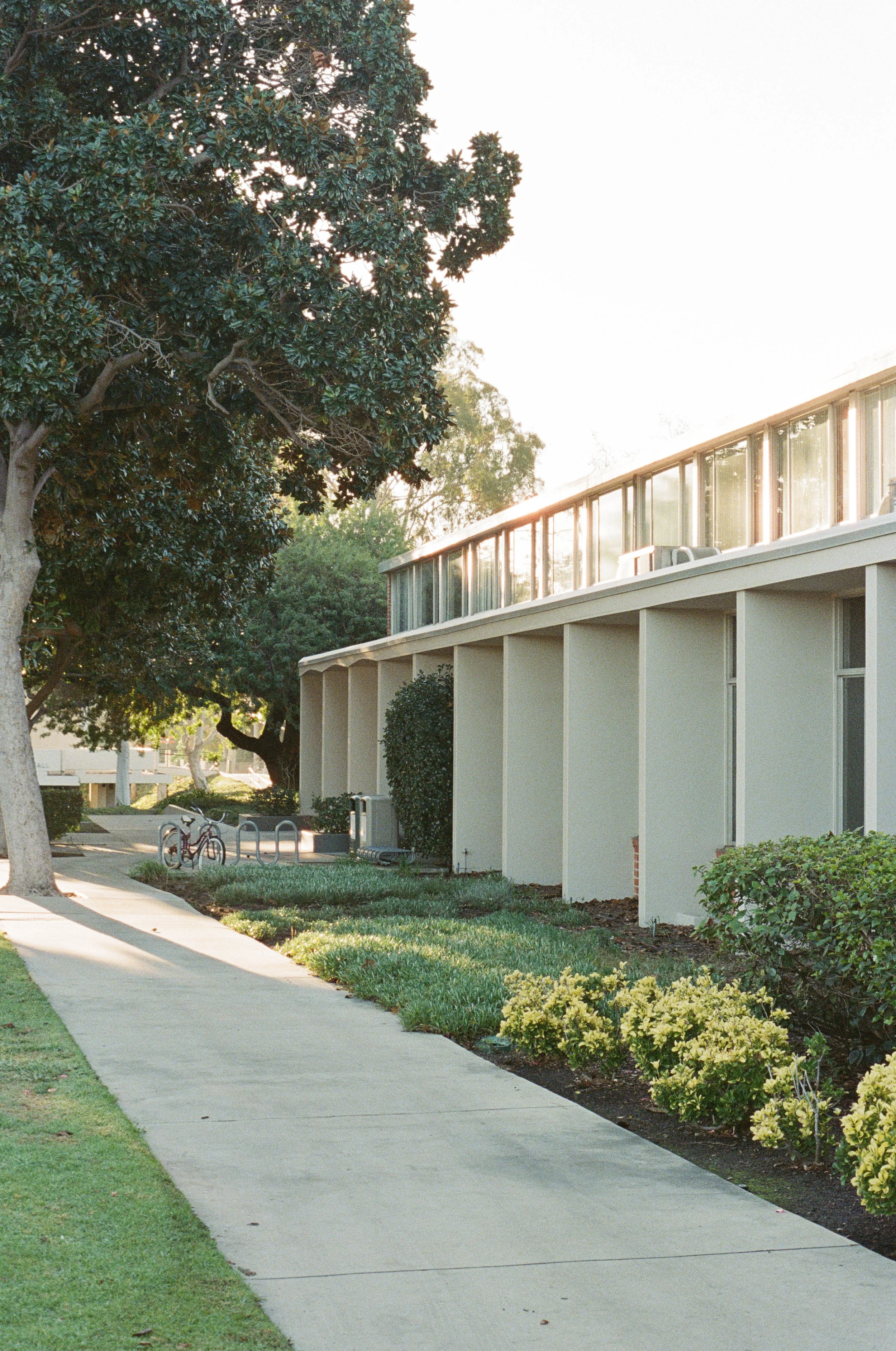 Landscaped walkway beside a modern building with large windows, mature trees, shrubs, and a bicycle rack.