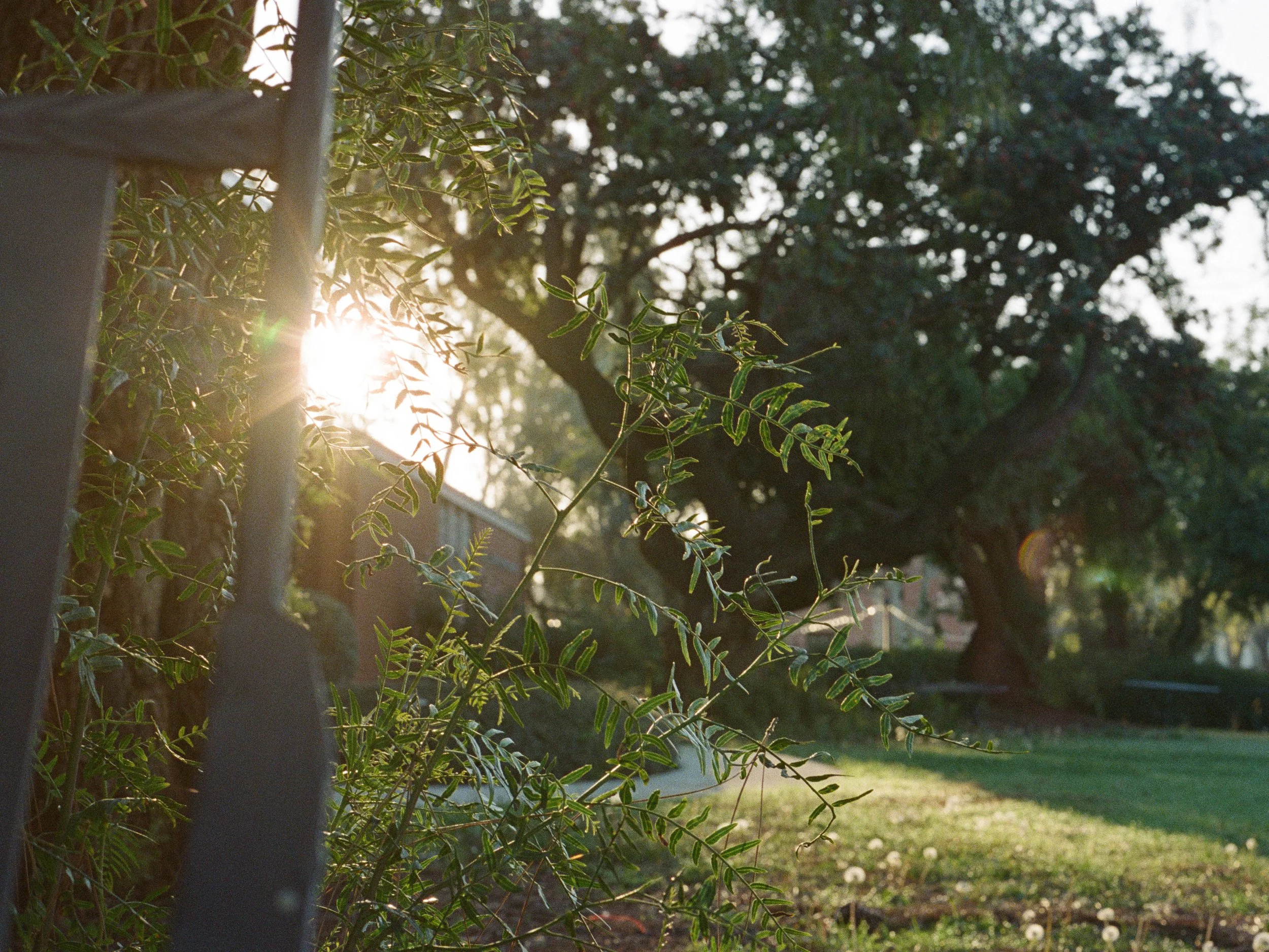 Sunlight shining through leafy tree branches in a backyard garden