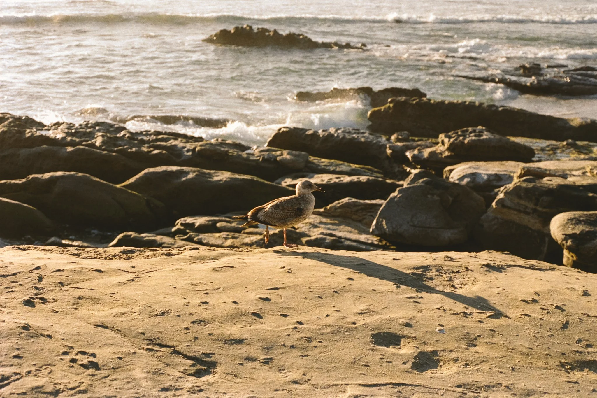 Brown shorebird standing on rocks beside ocean waves at a sandy beach