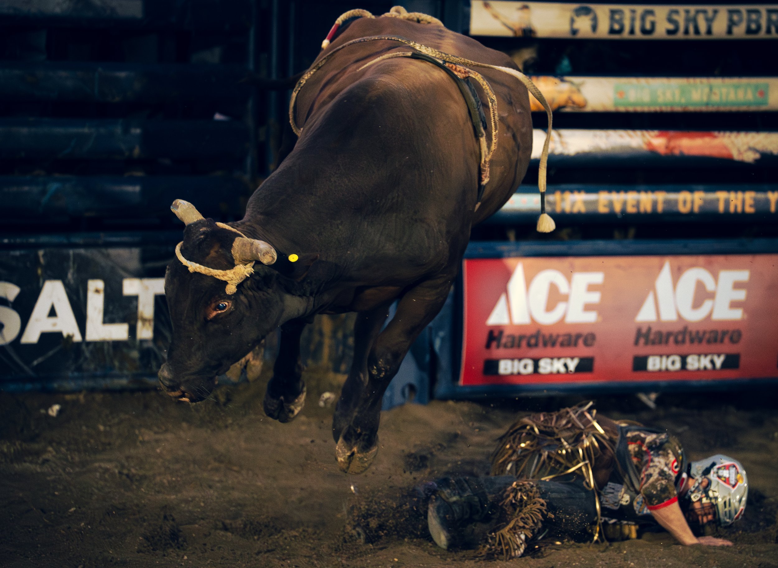 A bull rider hitting the ground at the 11x event of the year Big Sky PBR