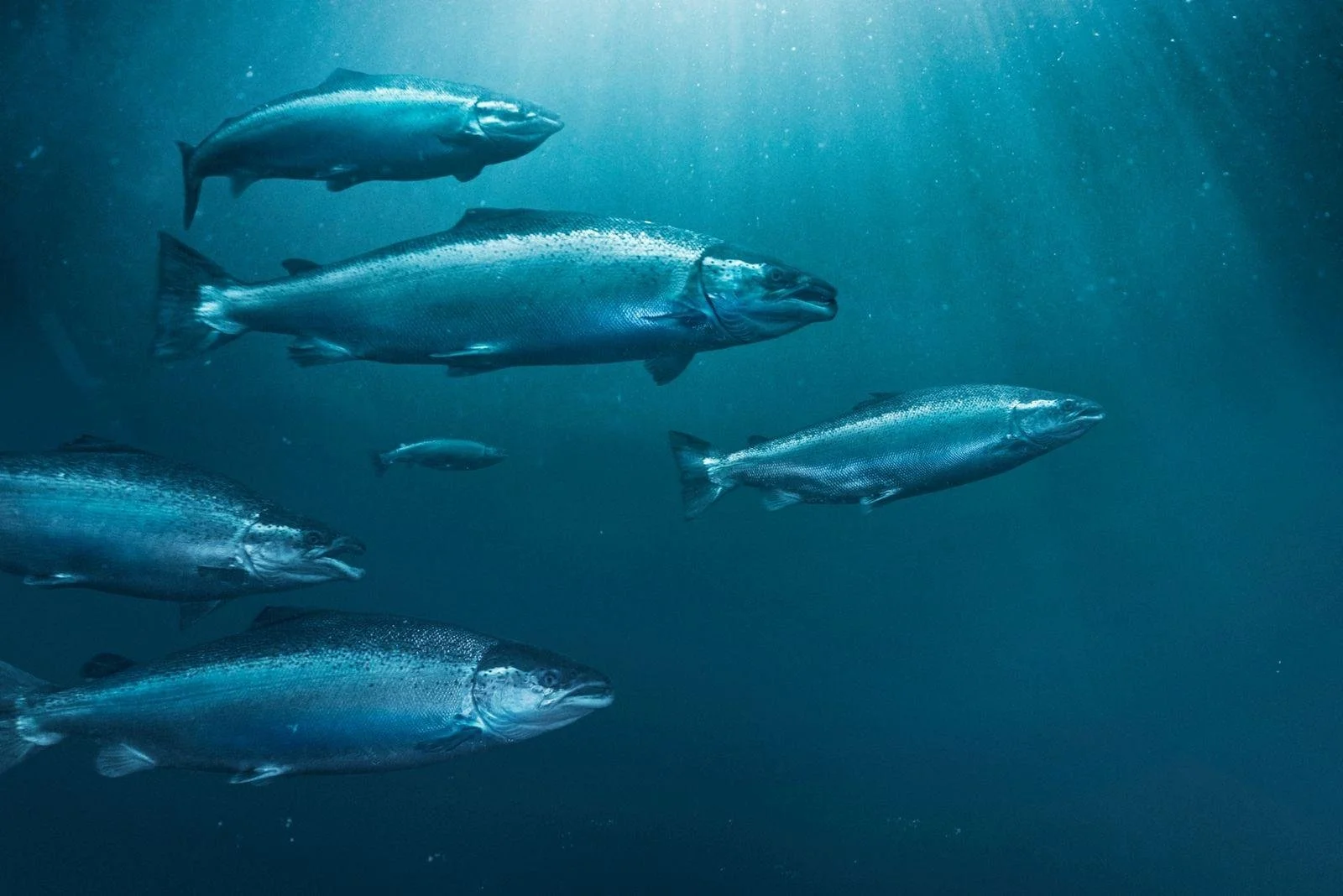 Schools of fish swimming underwater in the ocean, illuminated by sunlight.