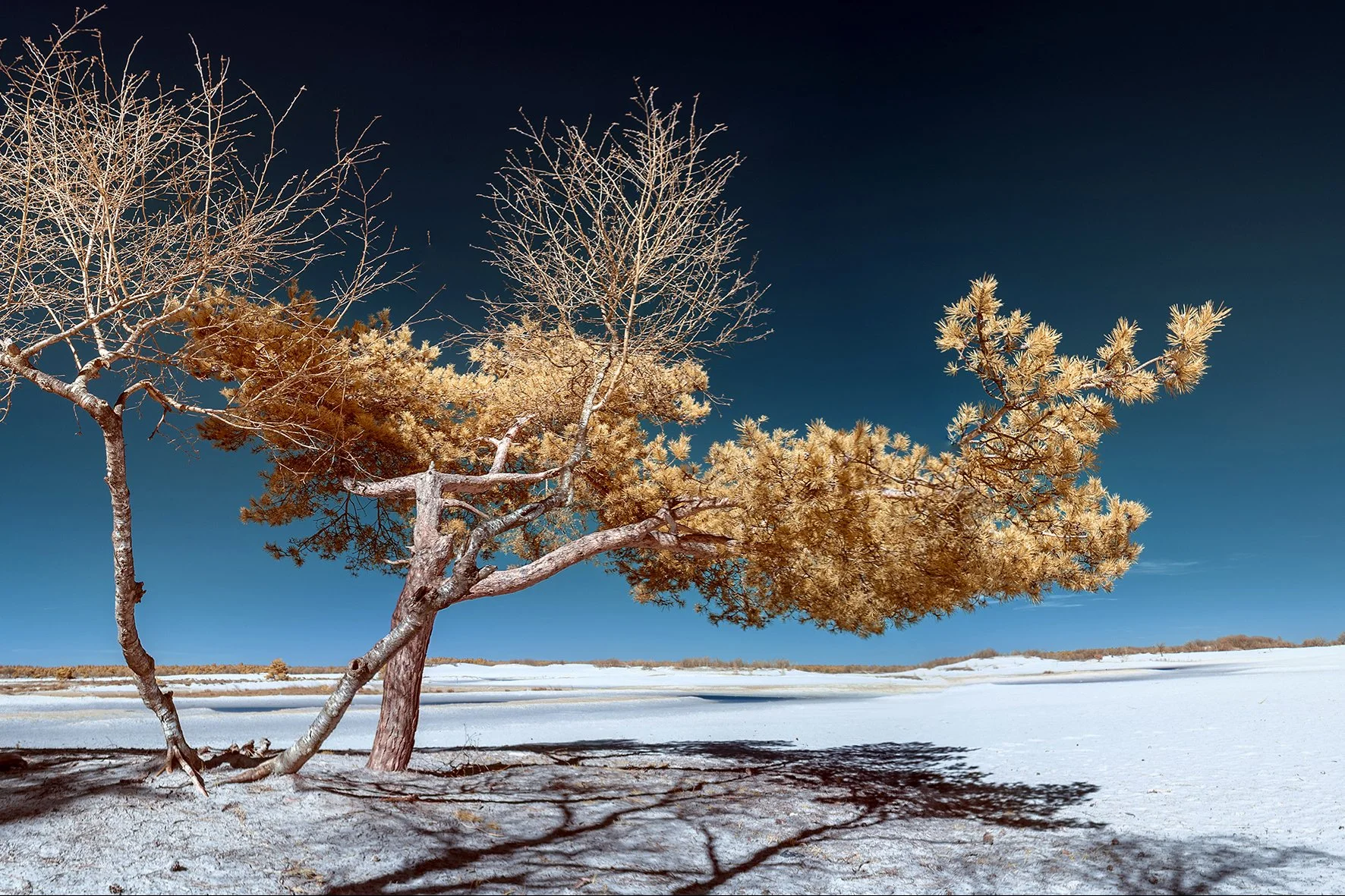 Infrarood Drunese Duinen Nikond D850 red filter Ir infrared