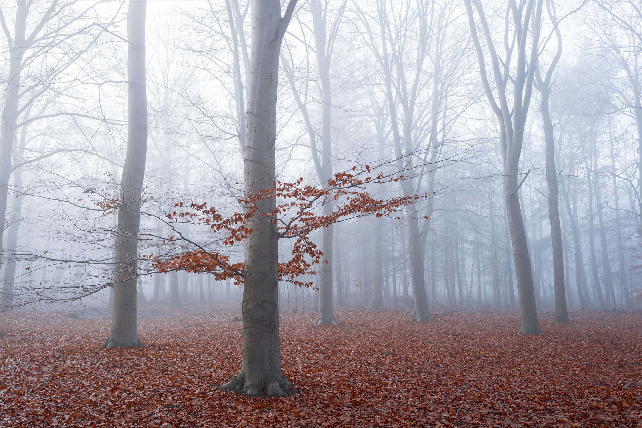 Herfst, 013Bos, Tilburg