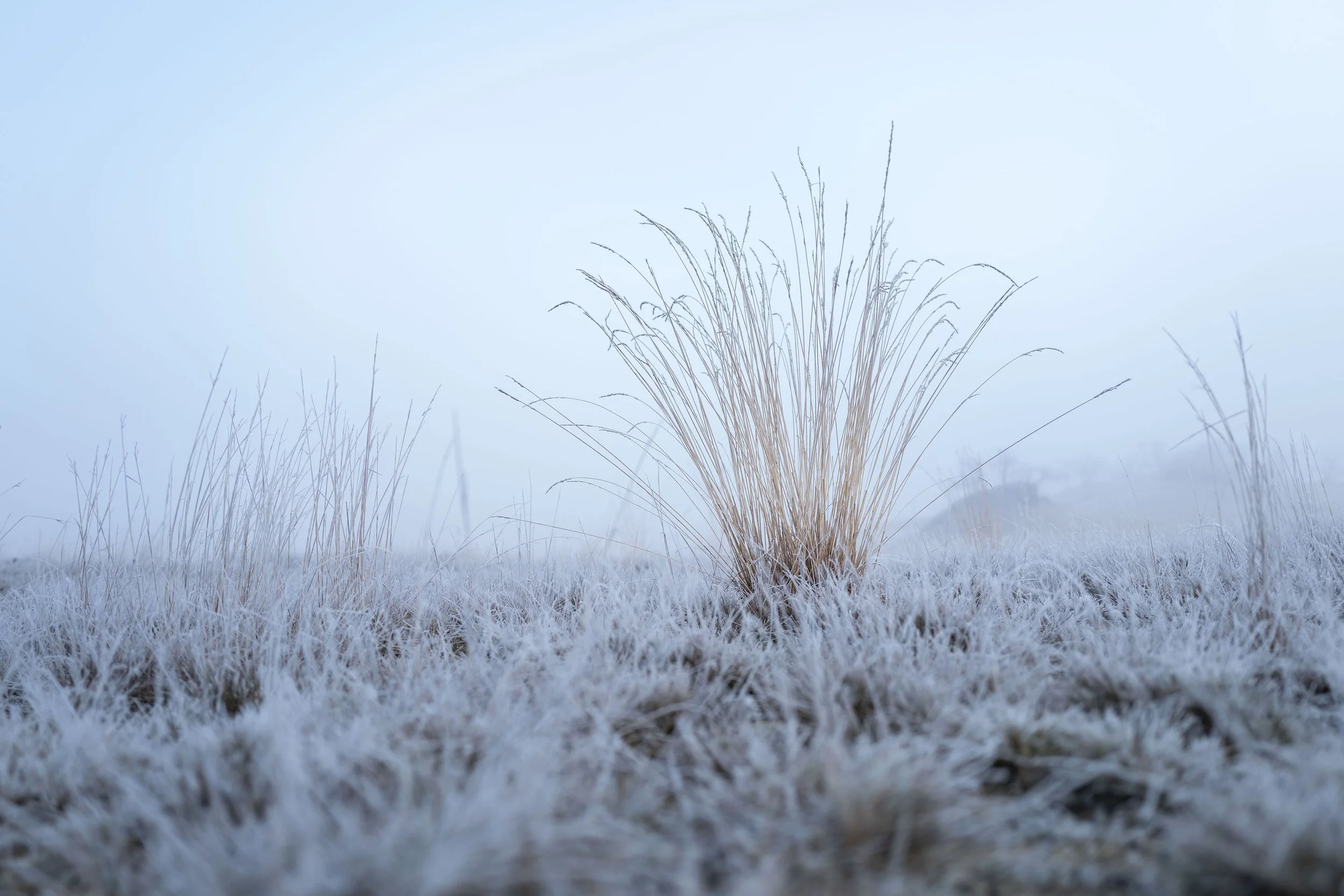 Winter, Drunense Duinen