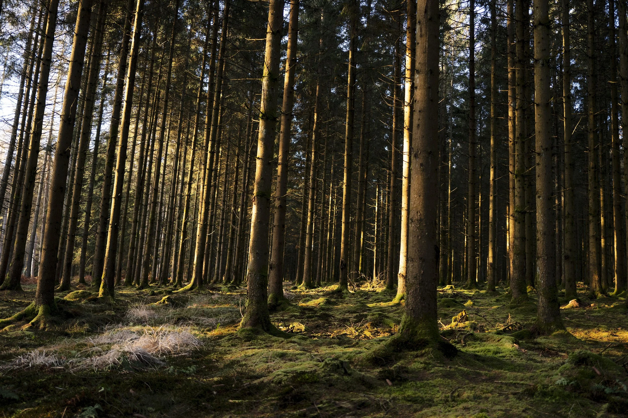 Ardennen, Belgie